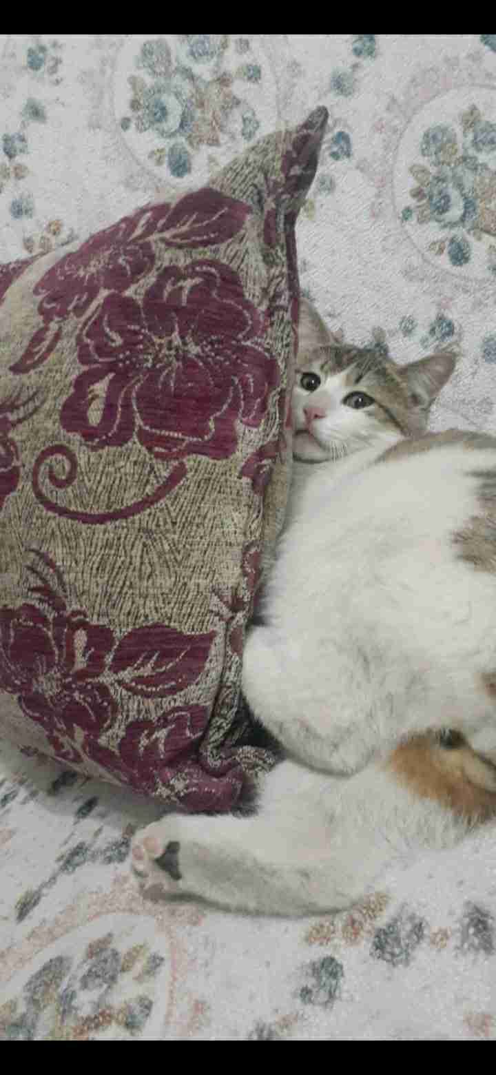 yaren