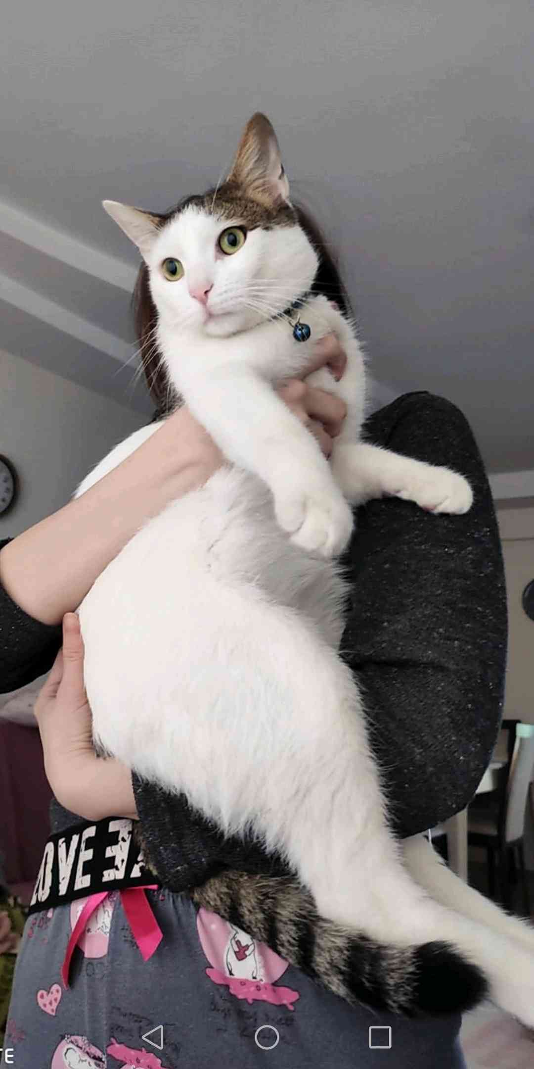 Kayip kedi Dobi - Buca