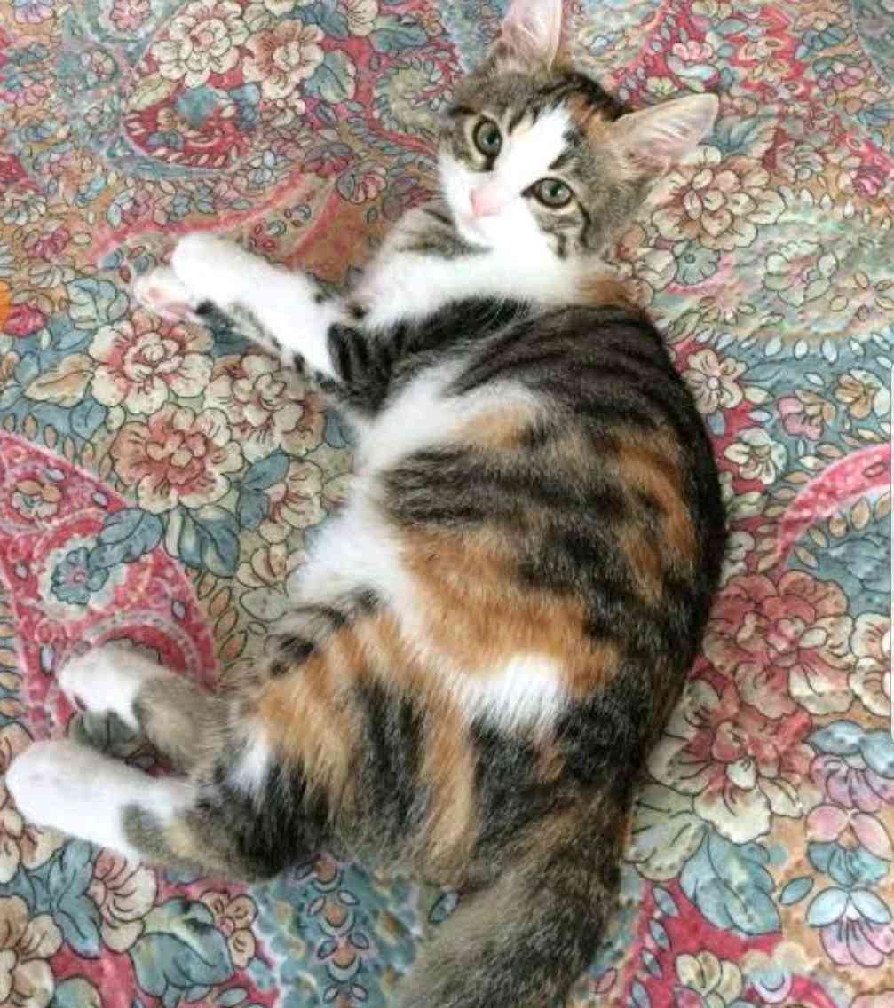 Kayıp kedi Samsunda cakirlar yali mahallesine yakin