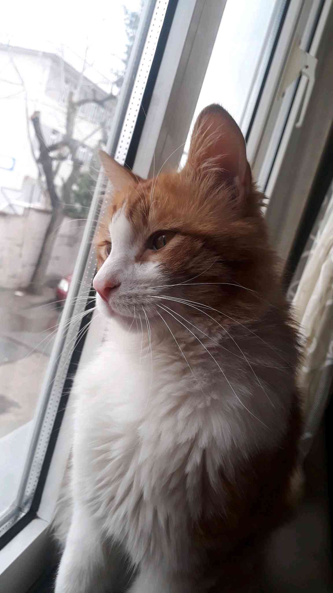 Bursa yıldırım'da sarman kedi