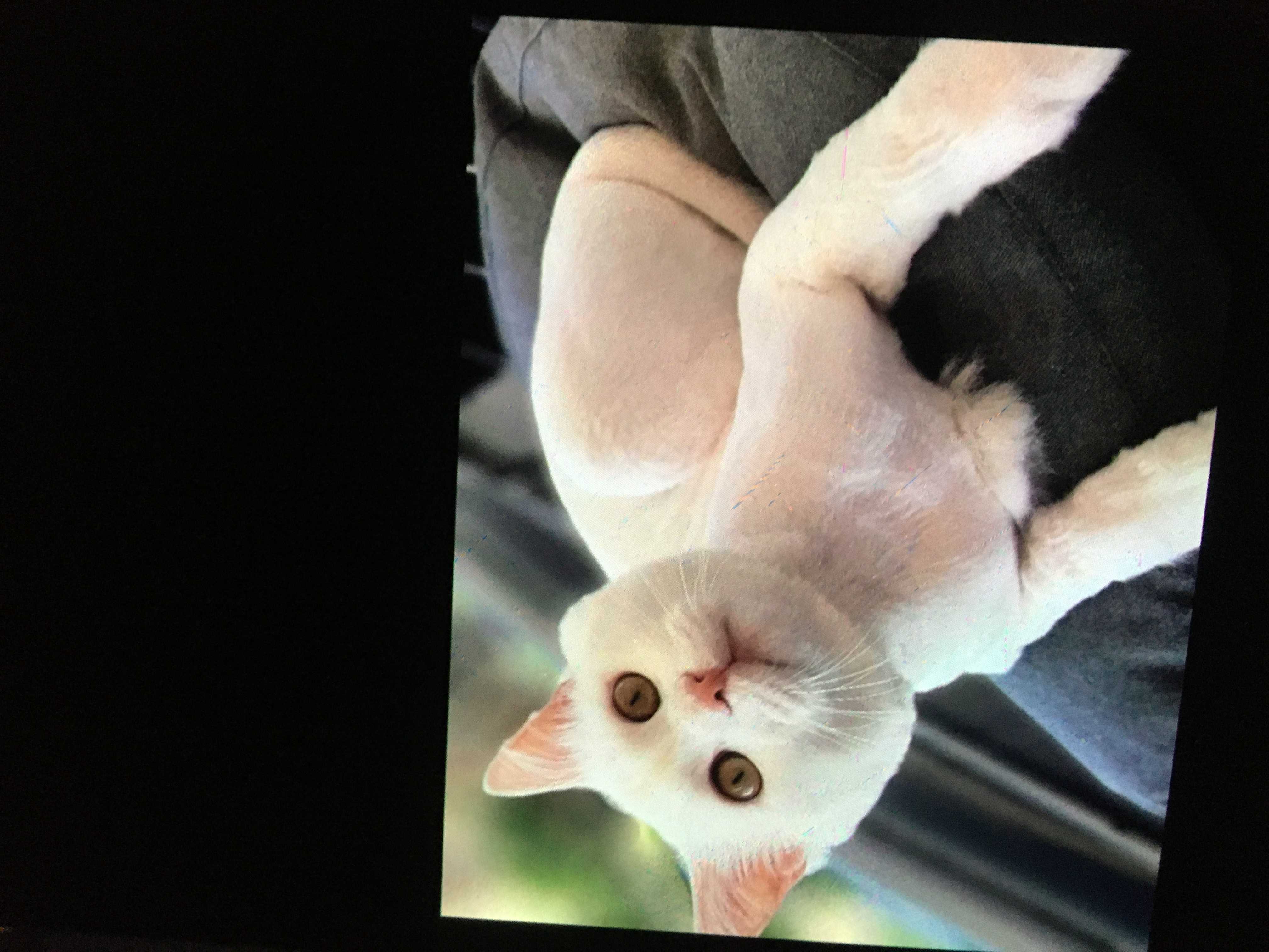 Hanzade