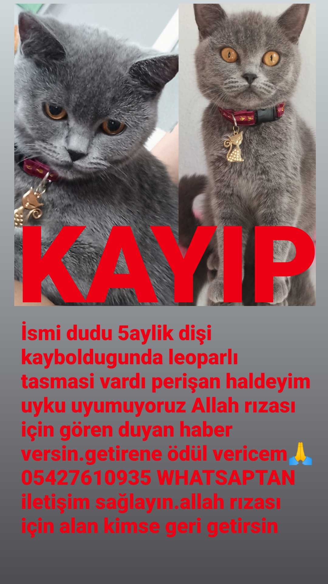 Özcan