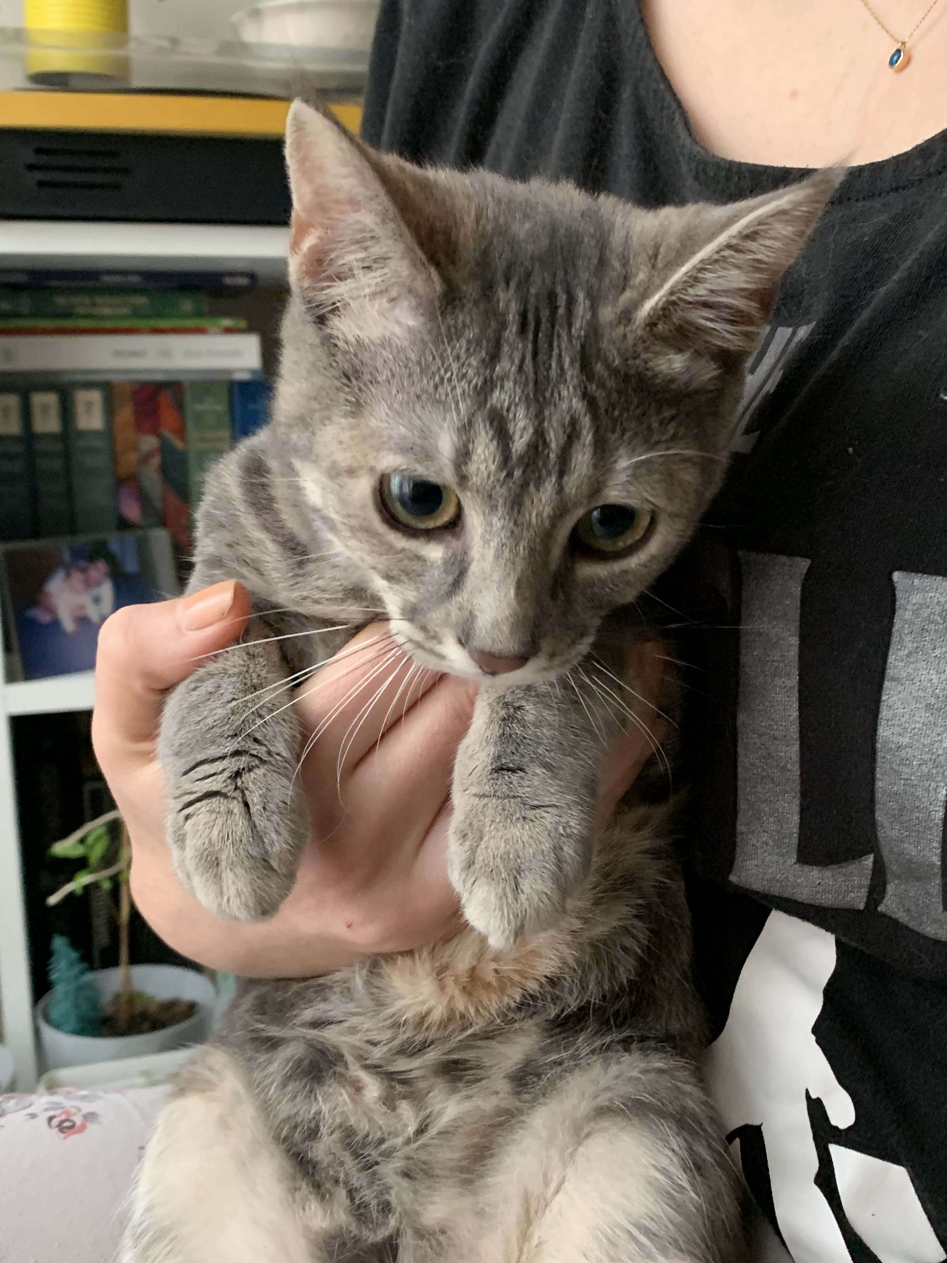 buluntu kedi