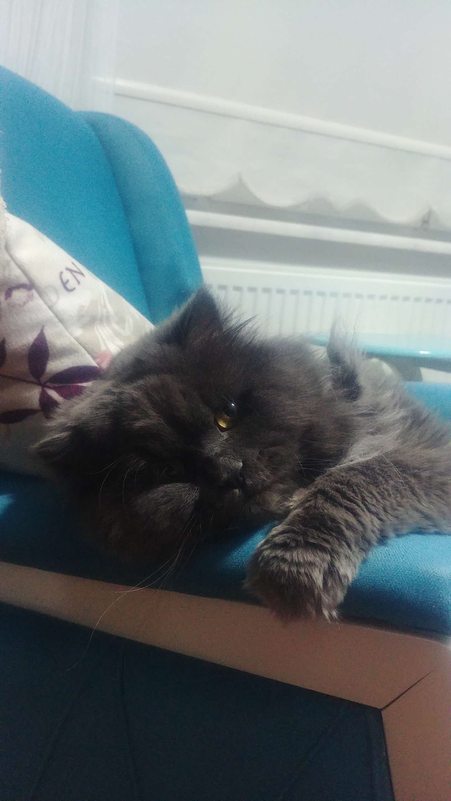 Mia Kayıp