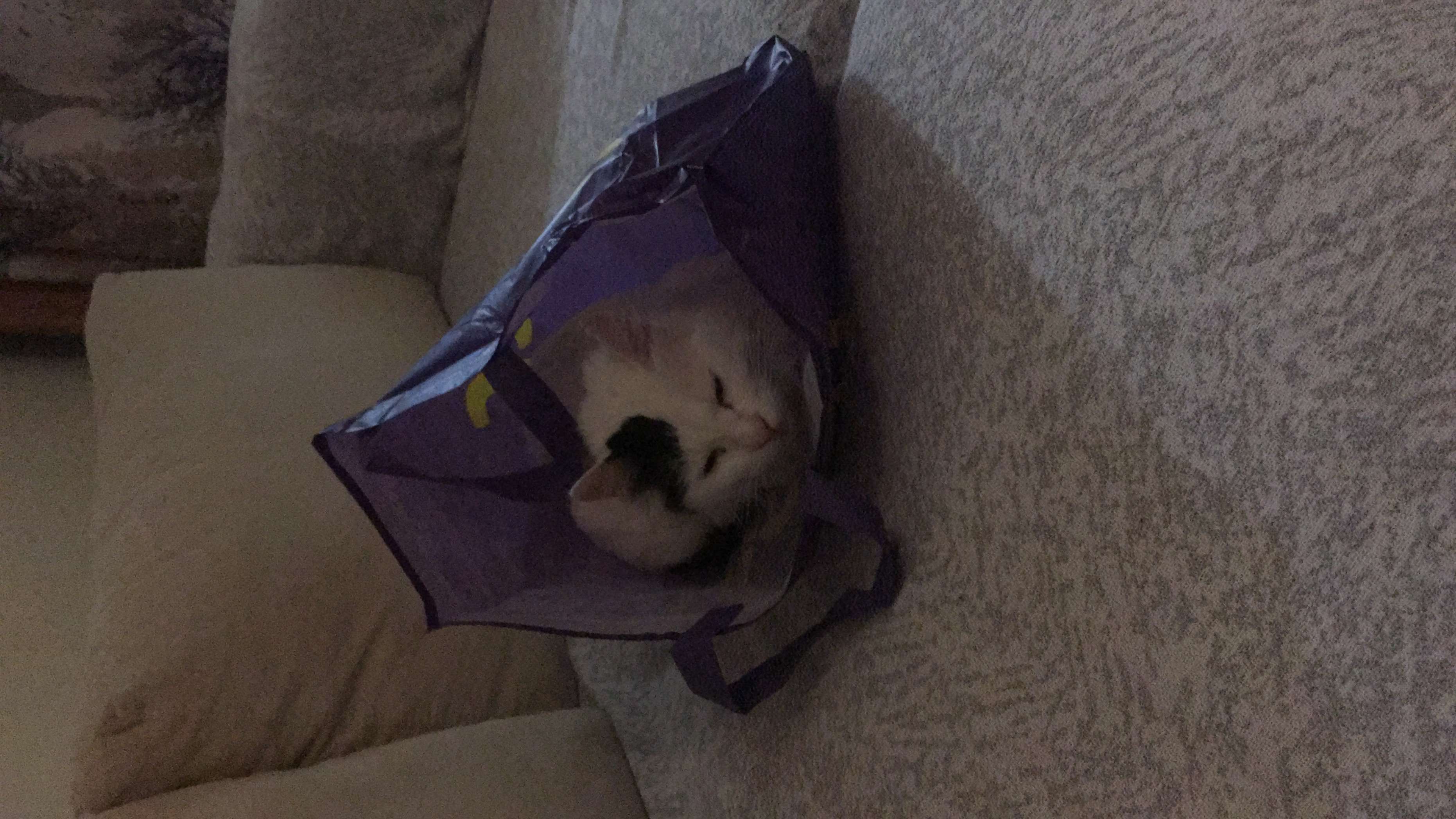 PENDİK TIRAŞLI EV KEDİSİ SAHİBİNİ ARIYORUM
