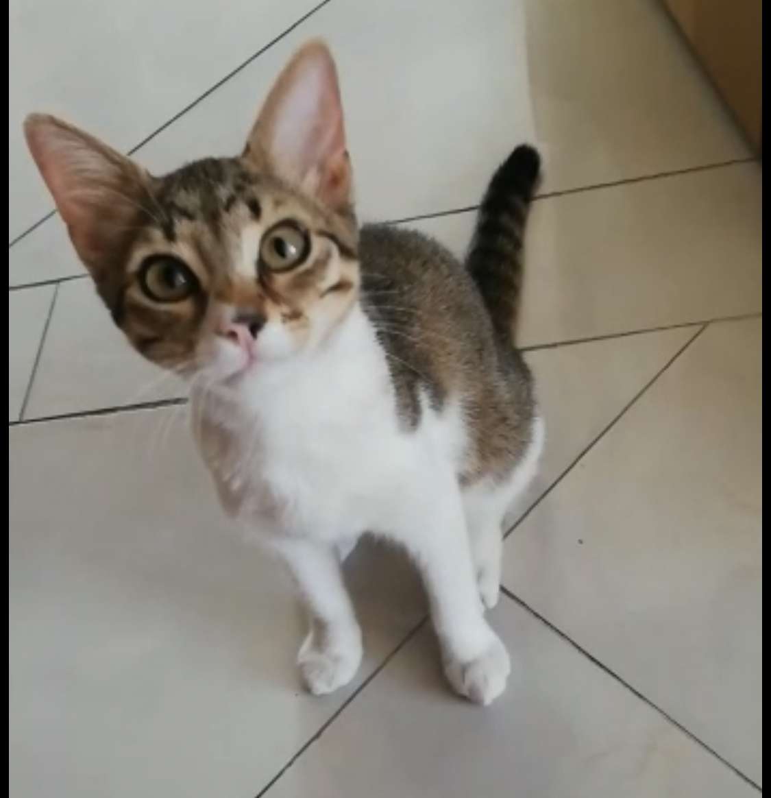 KARTAL KAYIP KEDİ