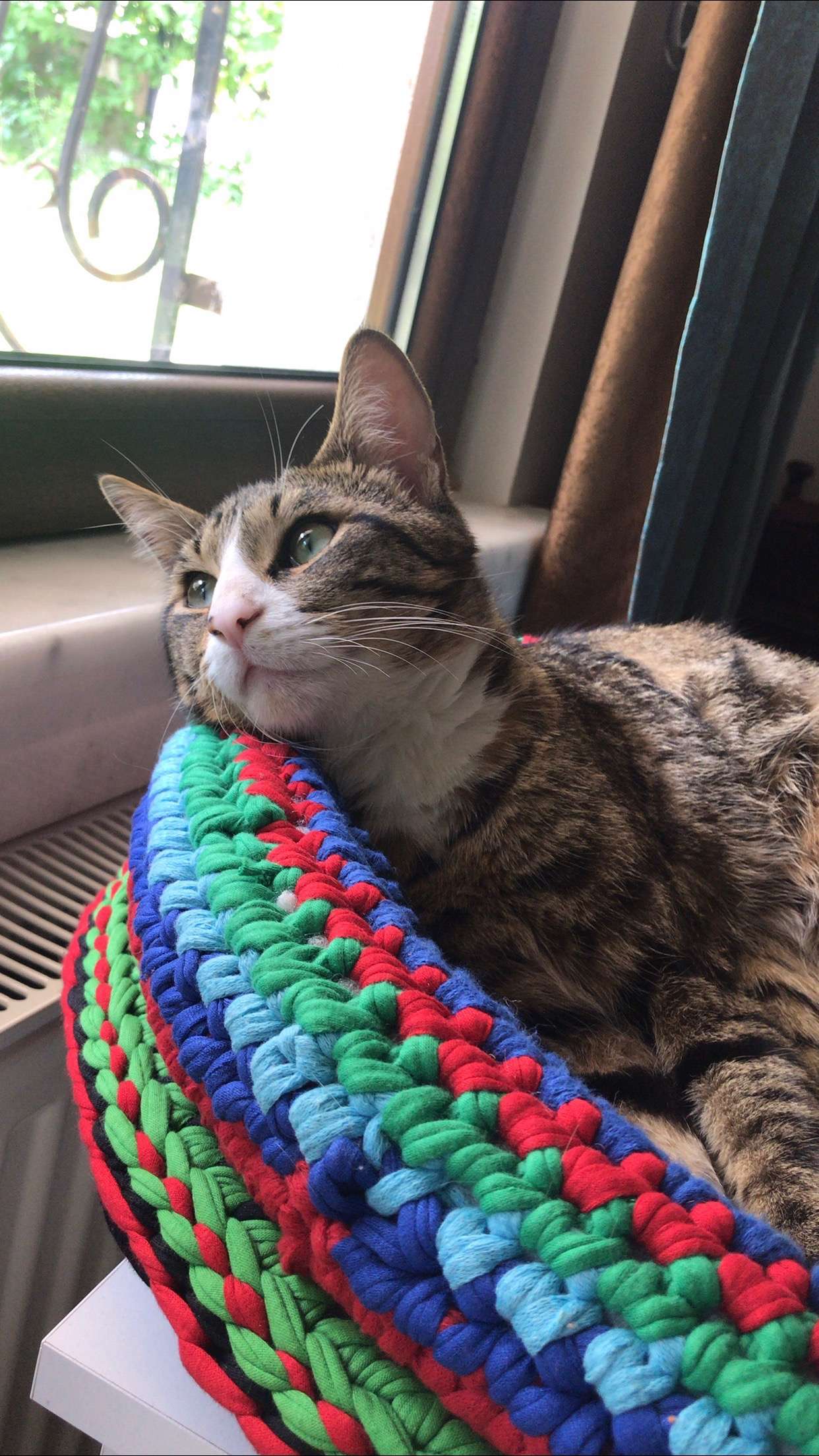Kayıp Tekir Kedi