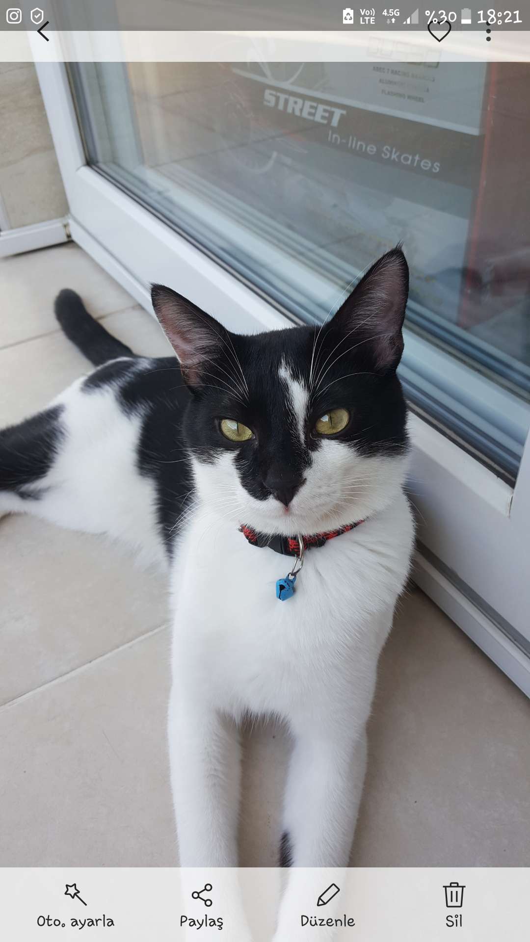 Dörtyol Kayıp Kedi