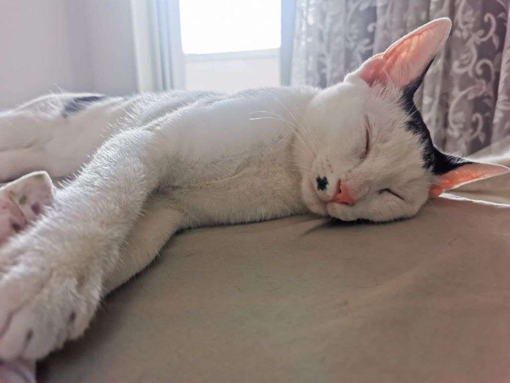 Kedi Benjamin kayıp 