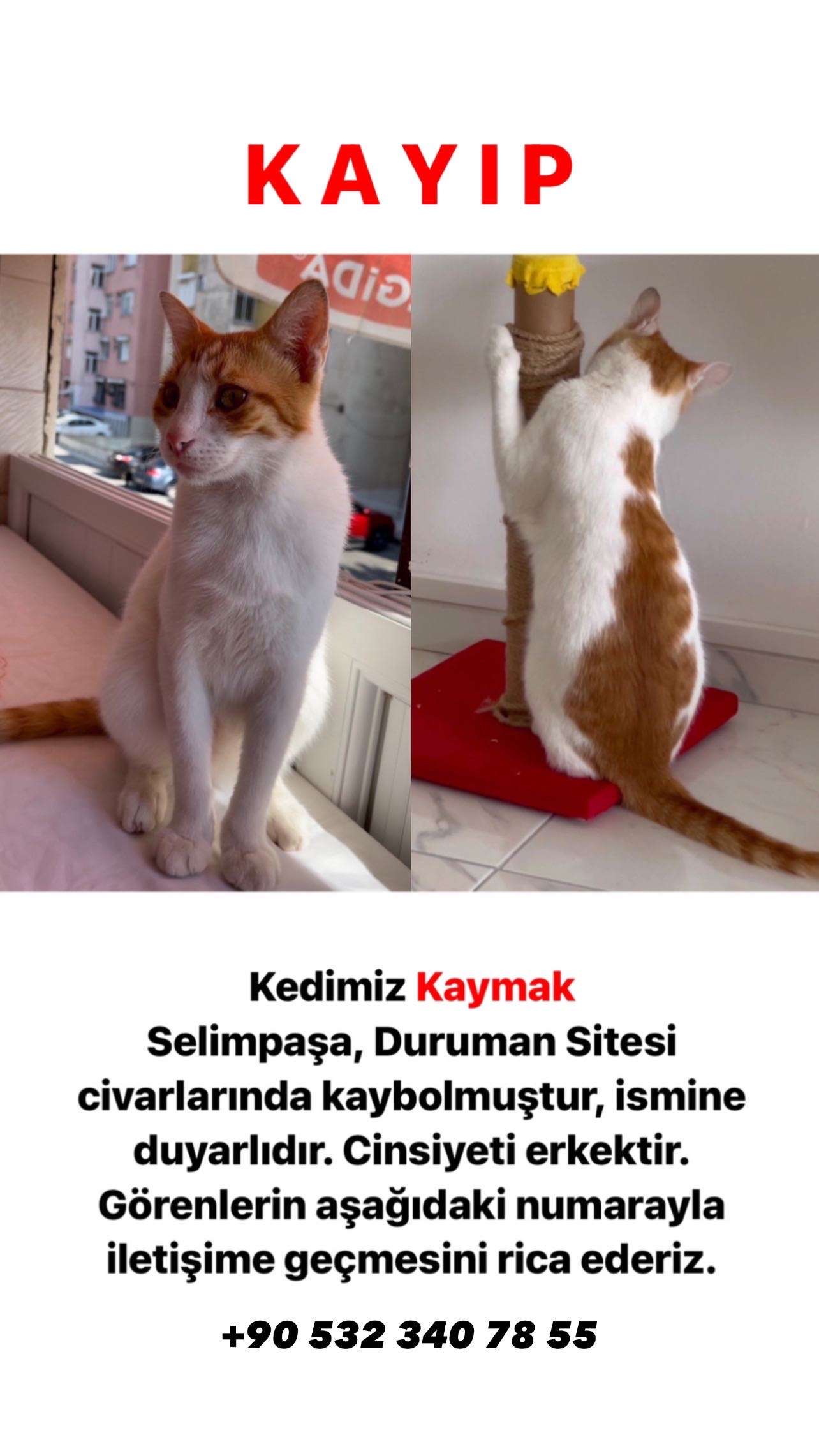 KAYMAK ERKEK KEDİ KAYIP İlanı 16759 - Gören Duyan