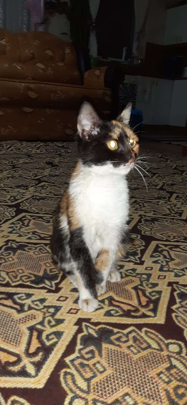 Kayıp kedim