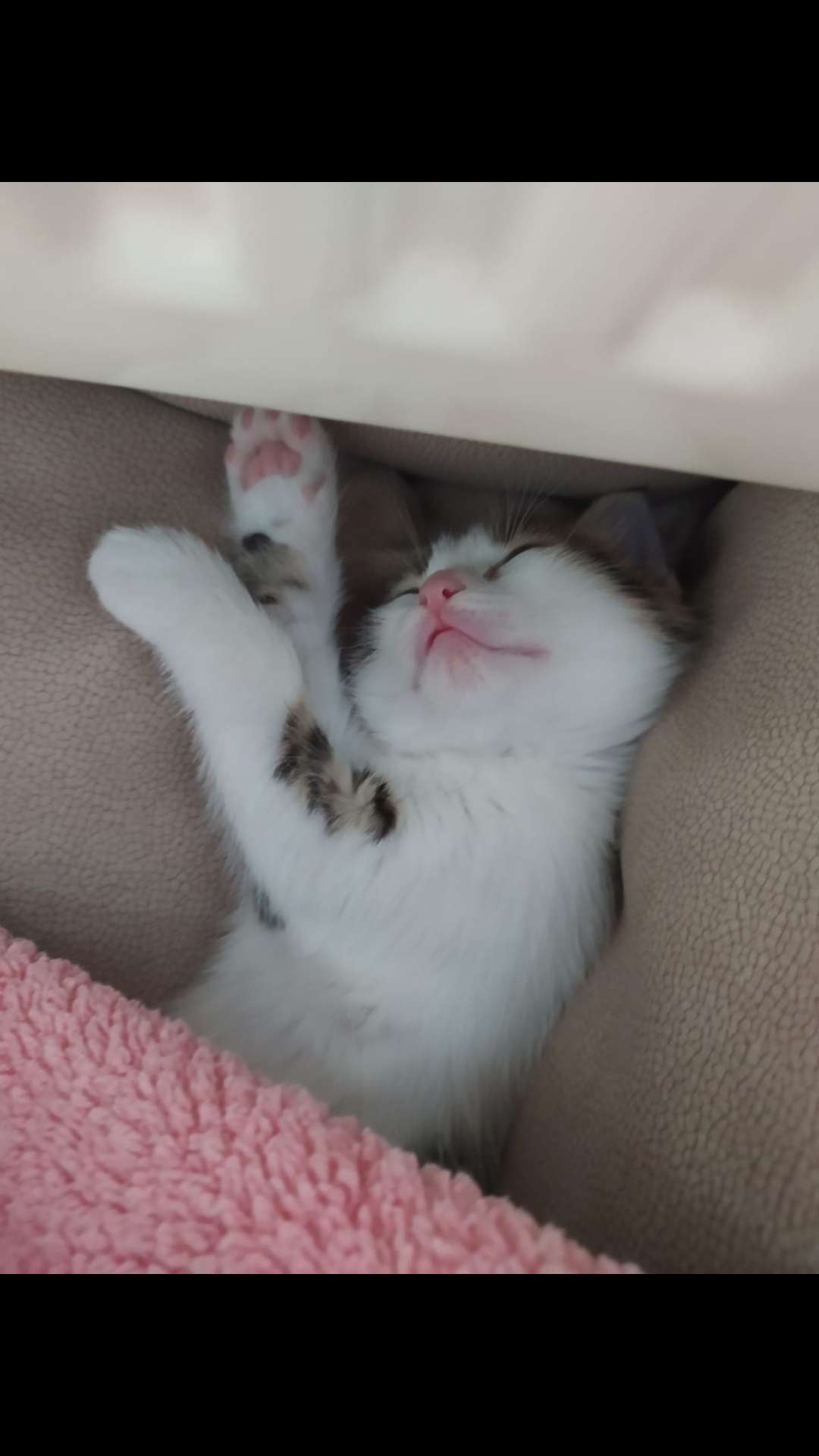 ZEYNA KEDİMİZ KAYIP 
