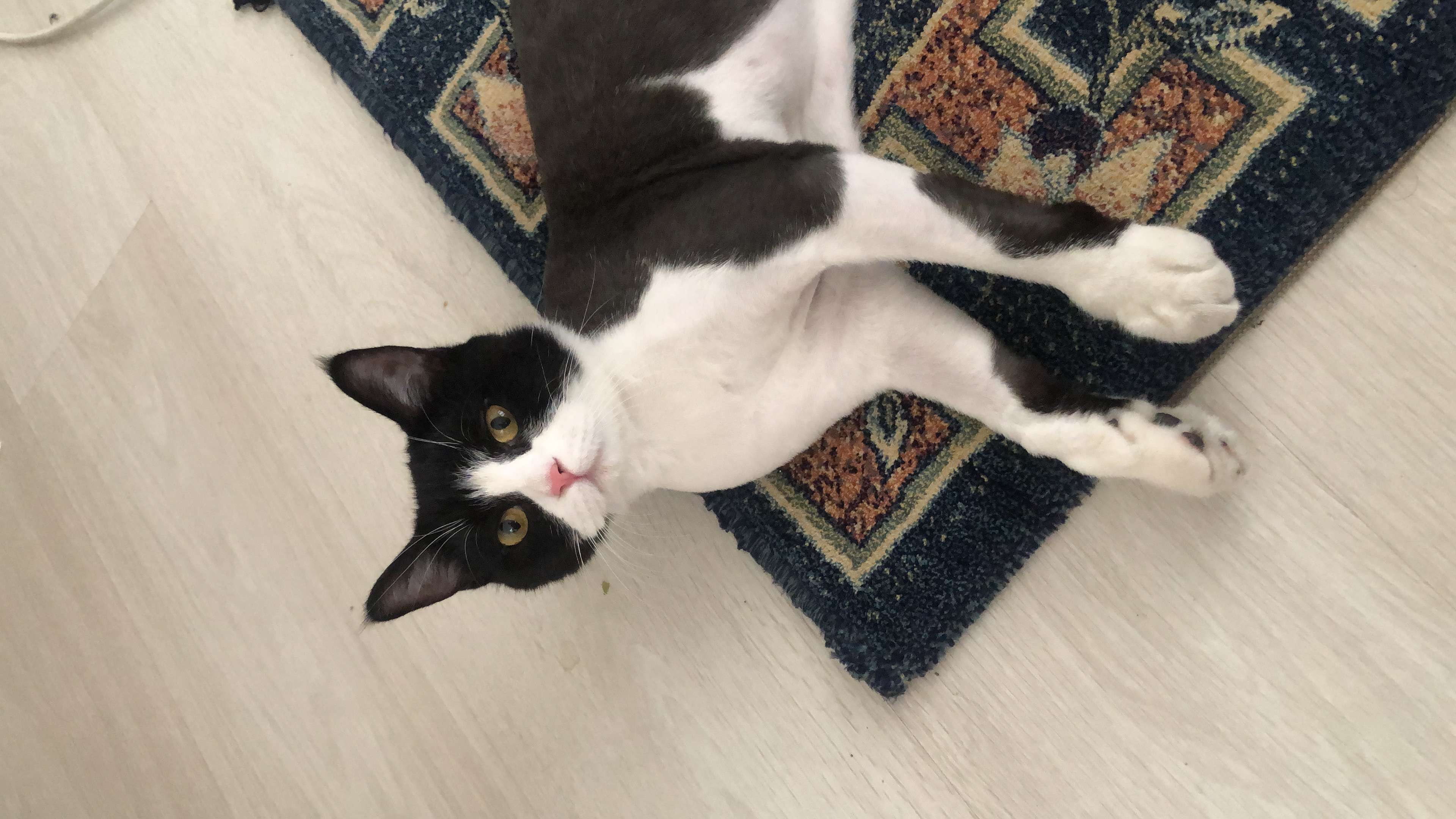Kayıp kedi 