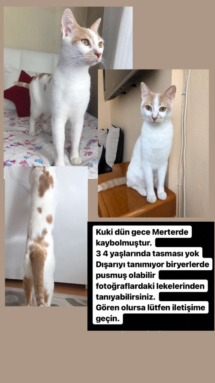 Kedimiz Dün Gece Kayboldu
