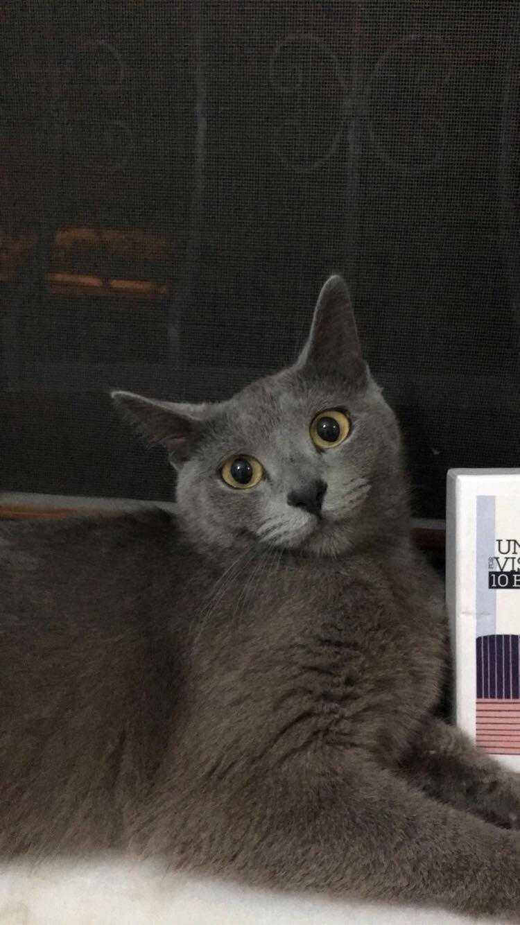 Şevval bolat