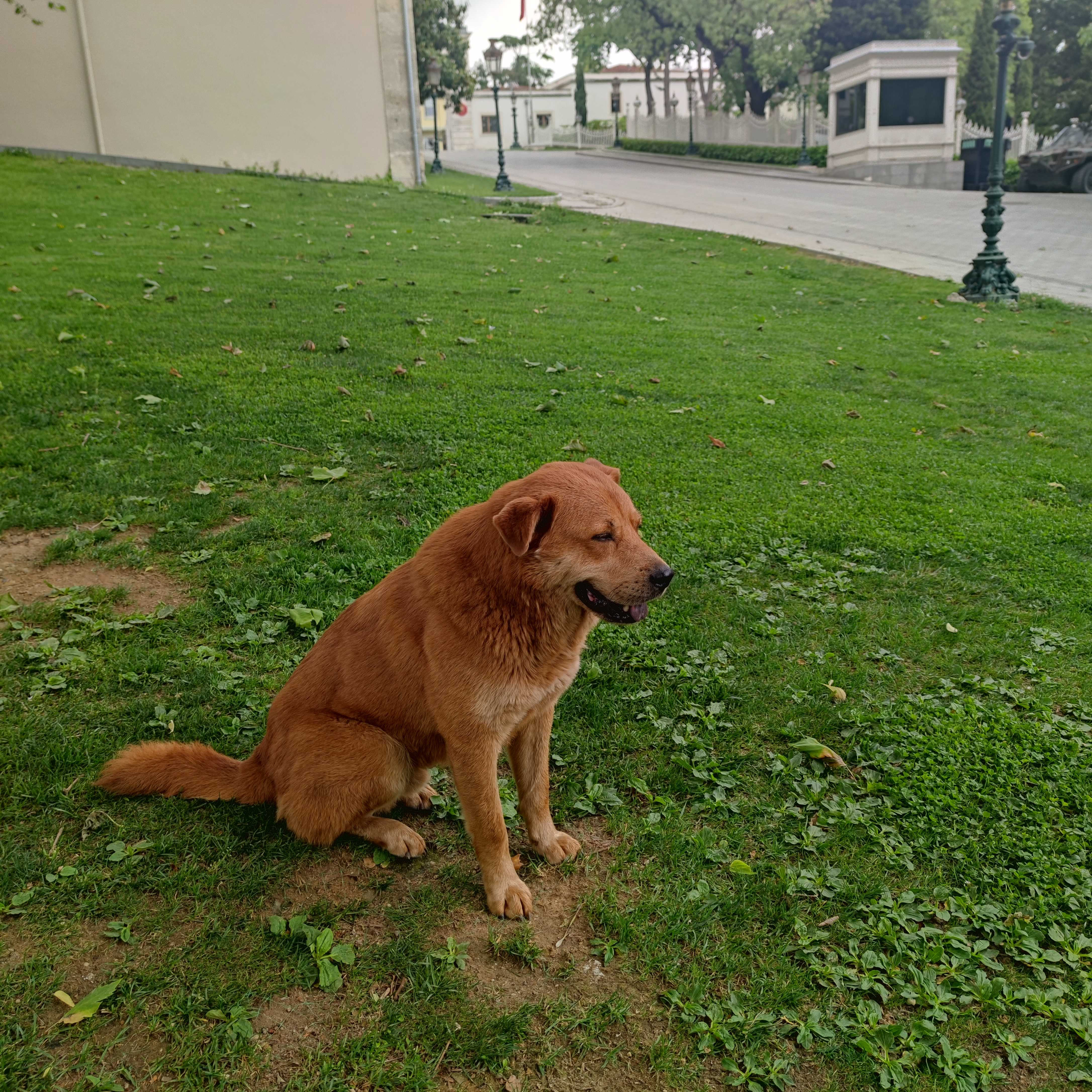 Tolga