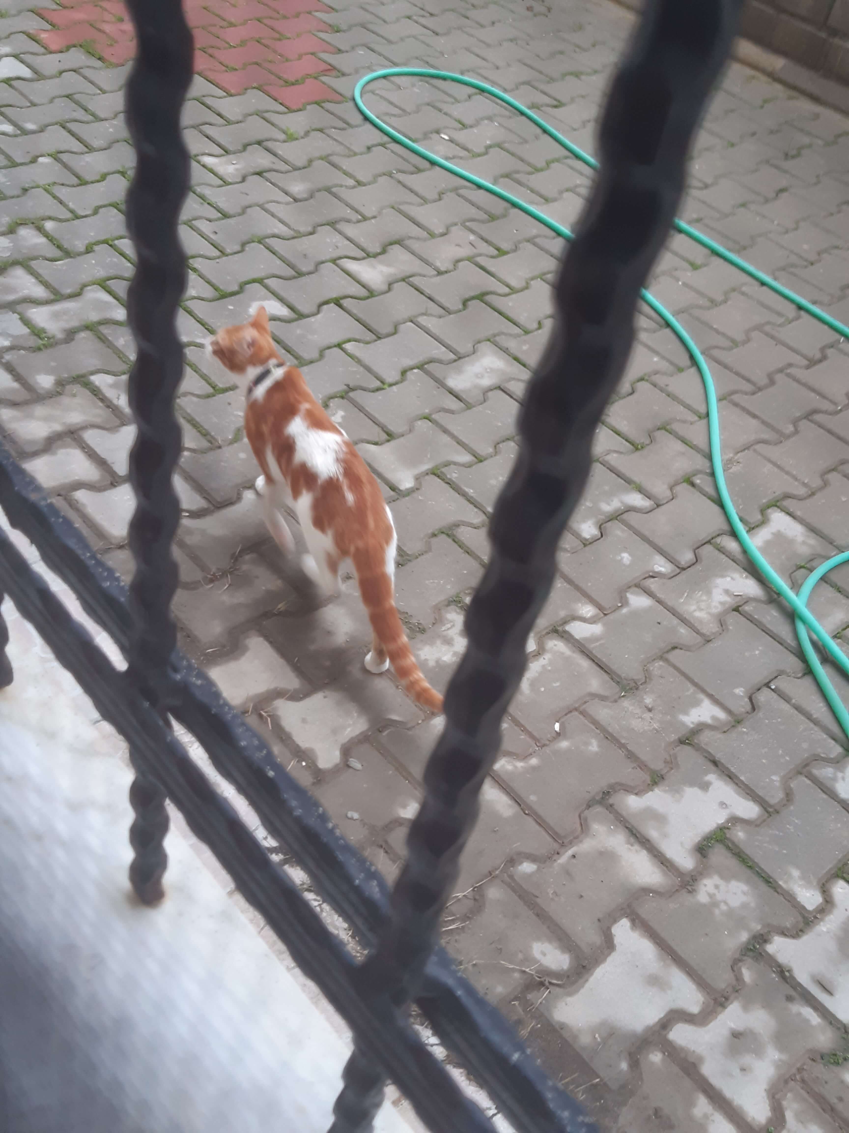 Tasmalı kedi 
