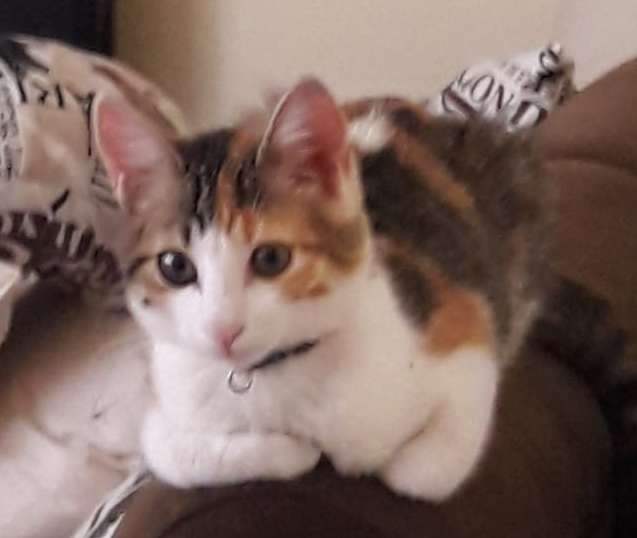 Kayıp Yavru Kedi Bulundu