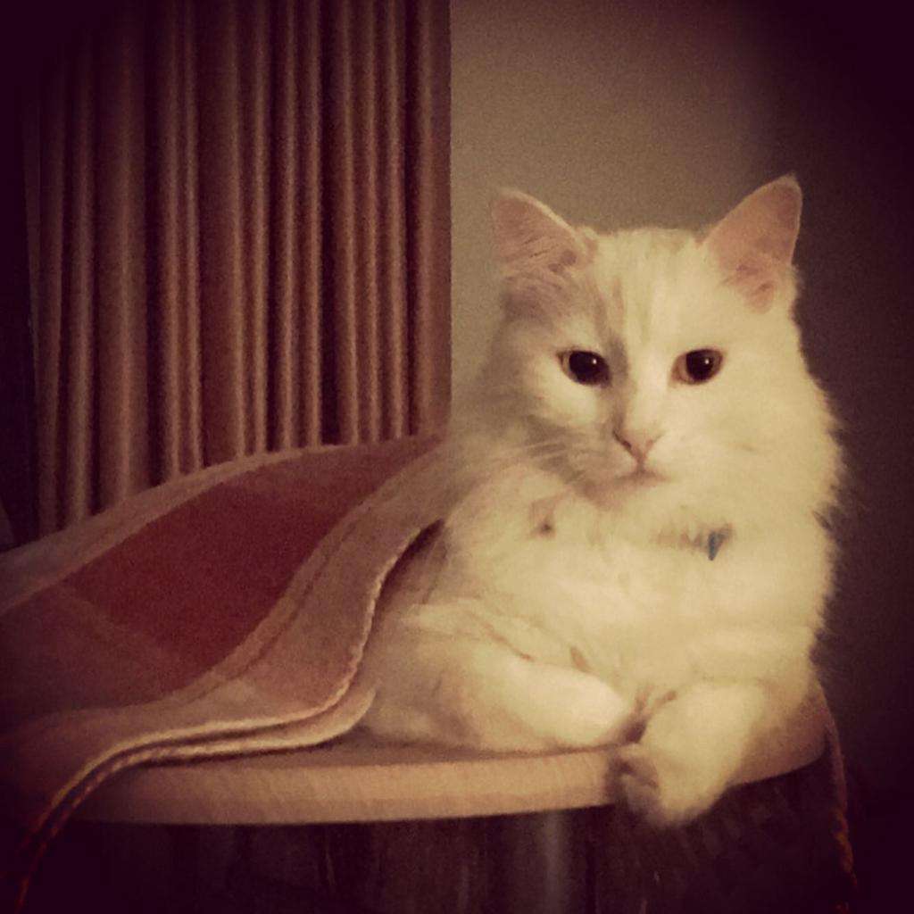 Kayıp Kedi 