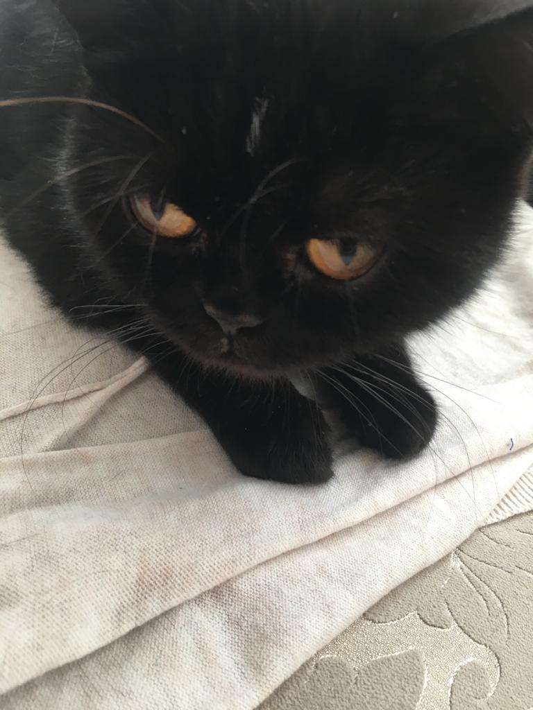 Kayıp kedi
