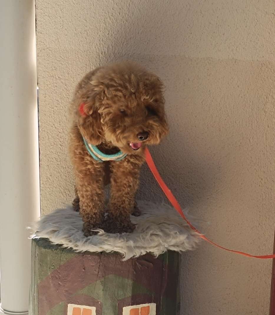 Kayıp Köpek Toy Poodle