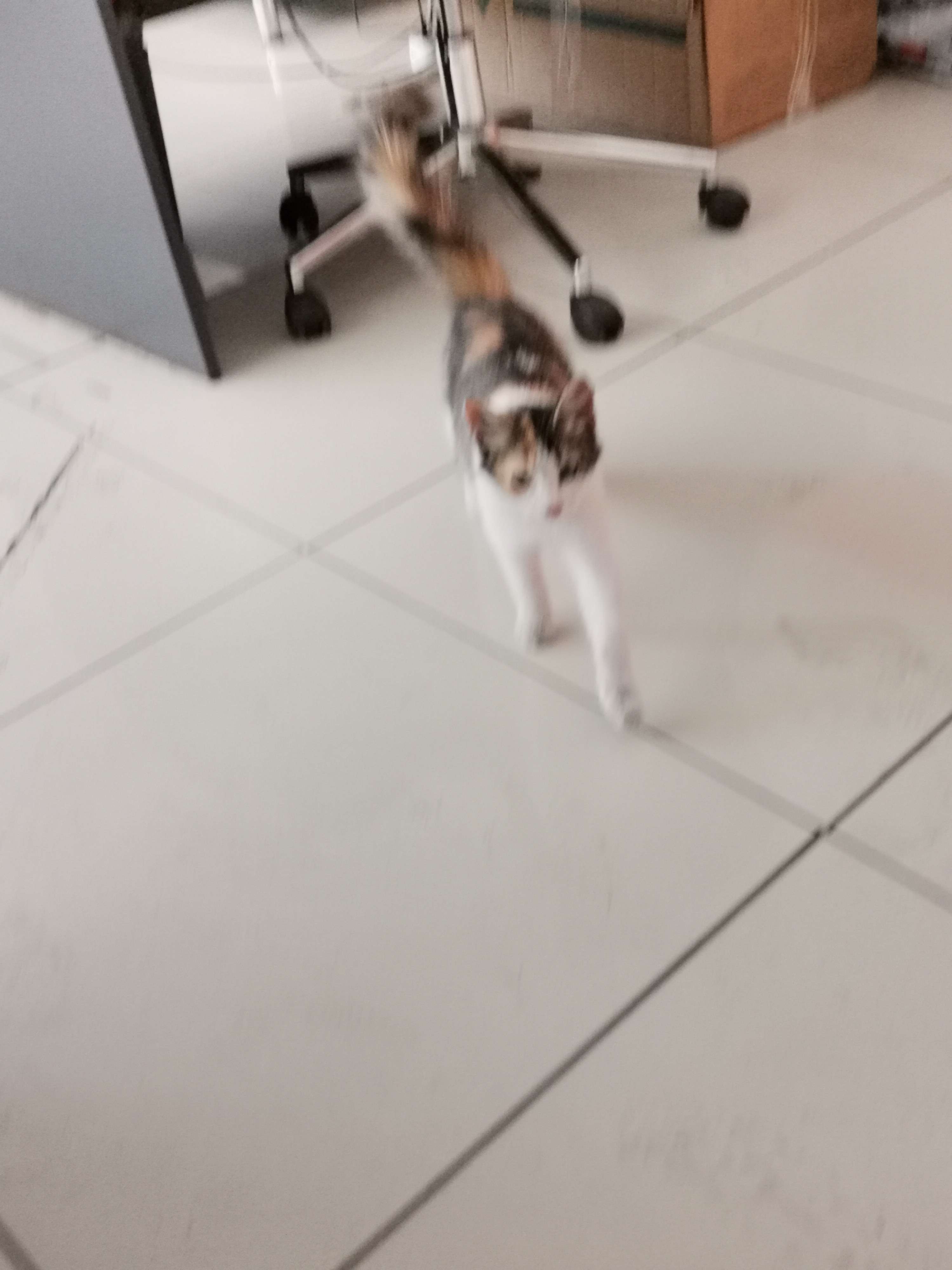 Sahibi aranıyor