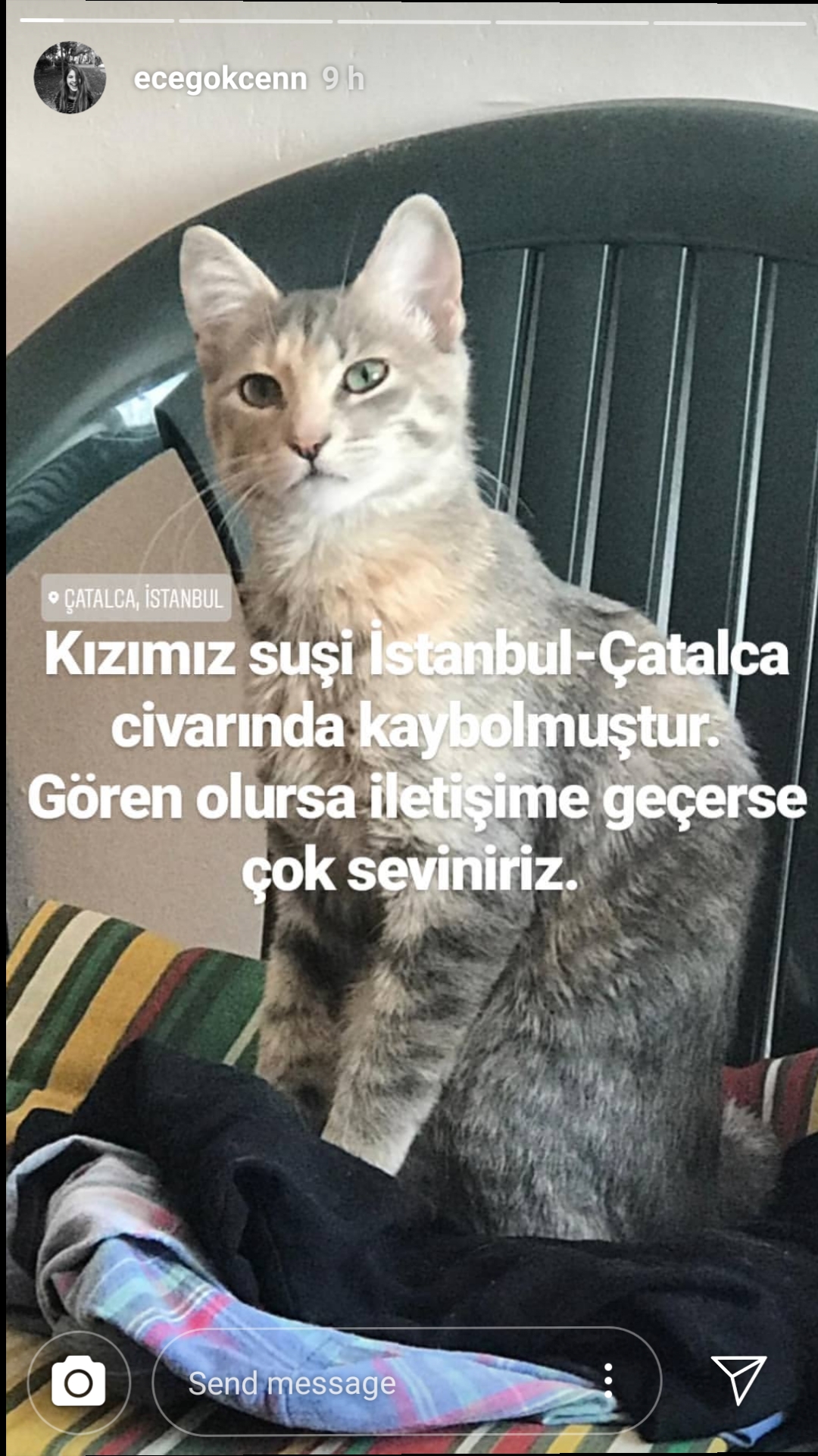 Çatalca'da kayıp tekir kedi ,Suşi 