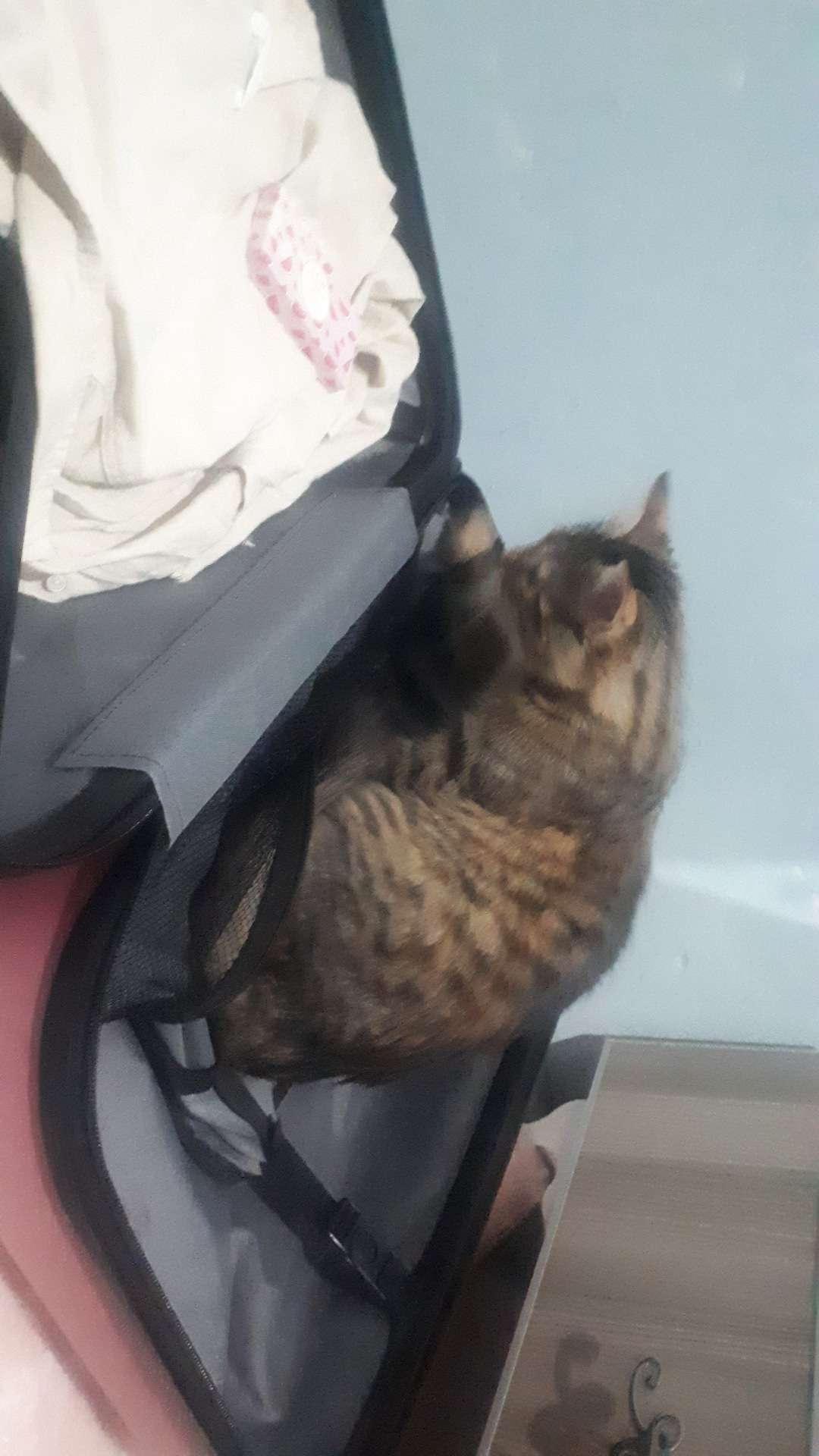 kayip kedi