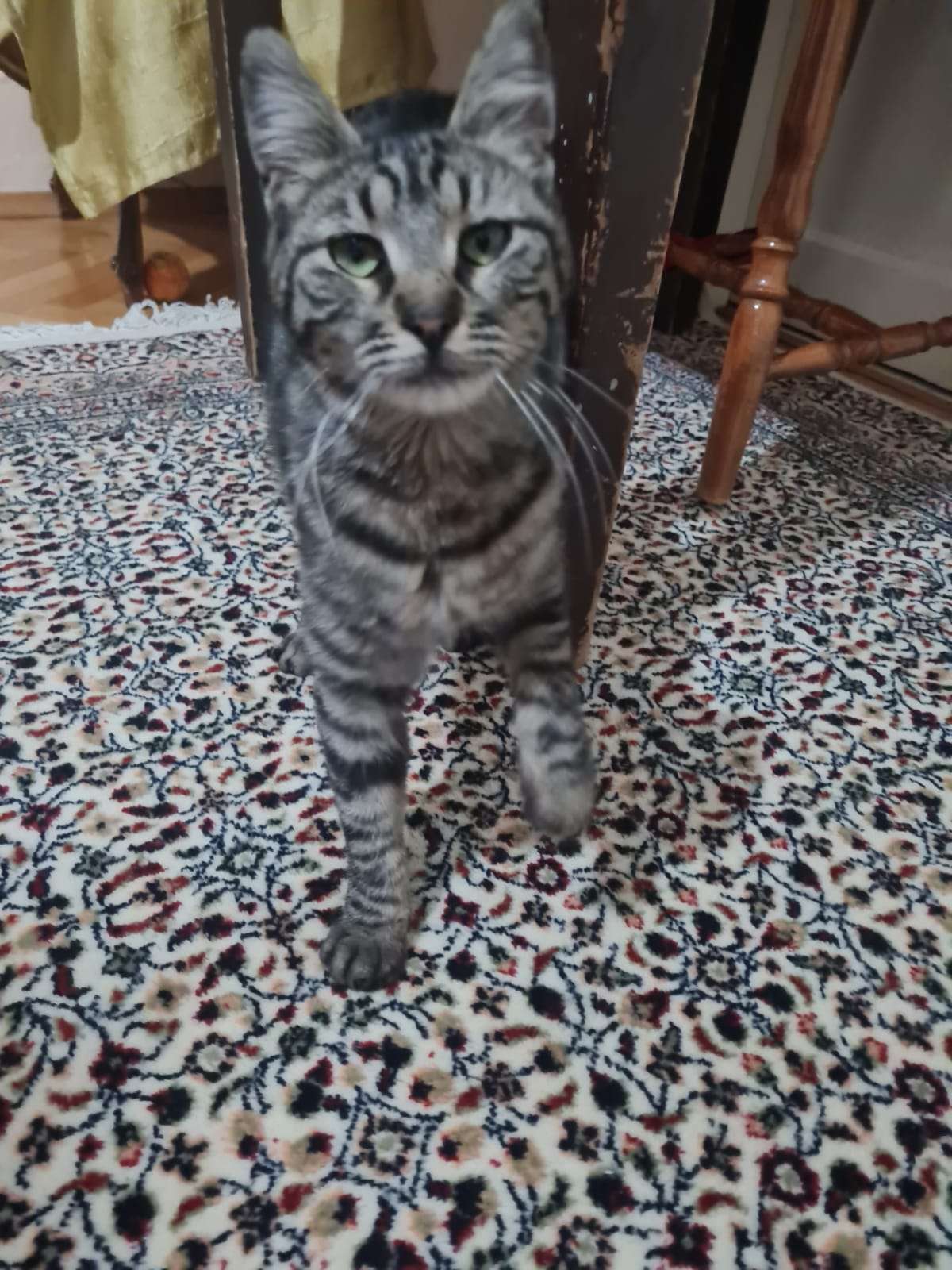 Bulunmış Kedi