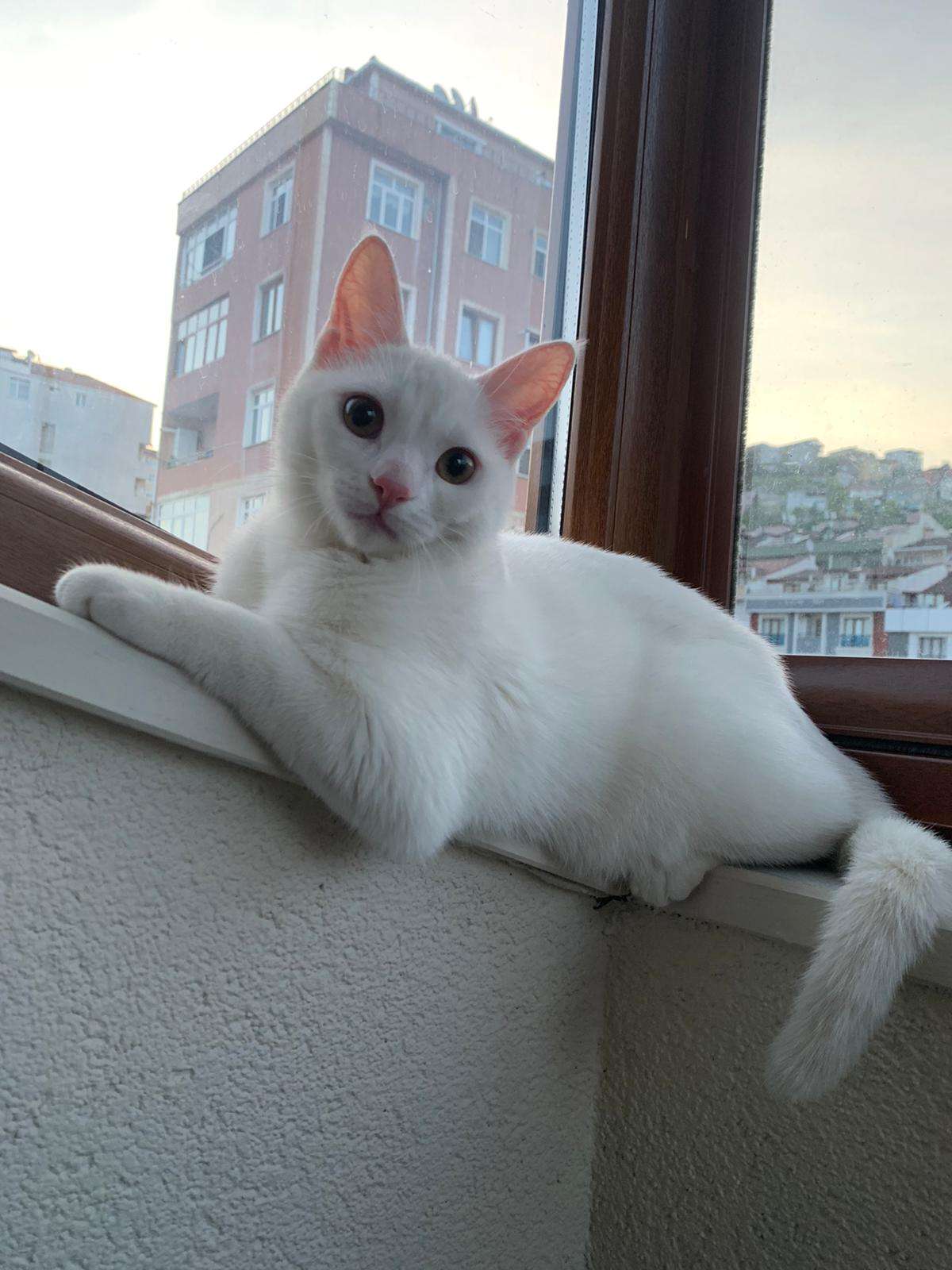 Kedim mocha kayıp
