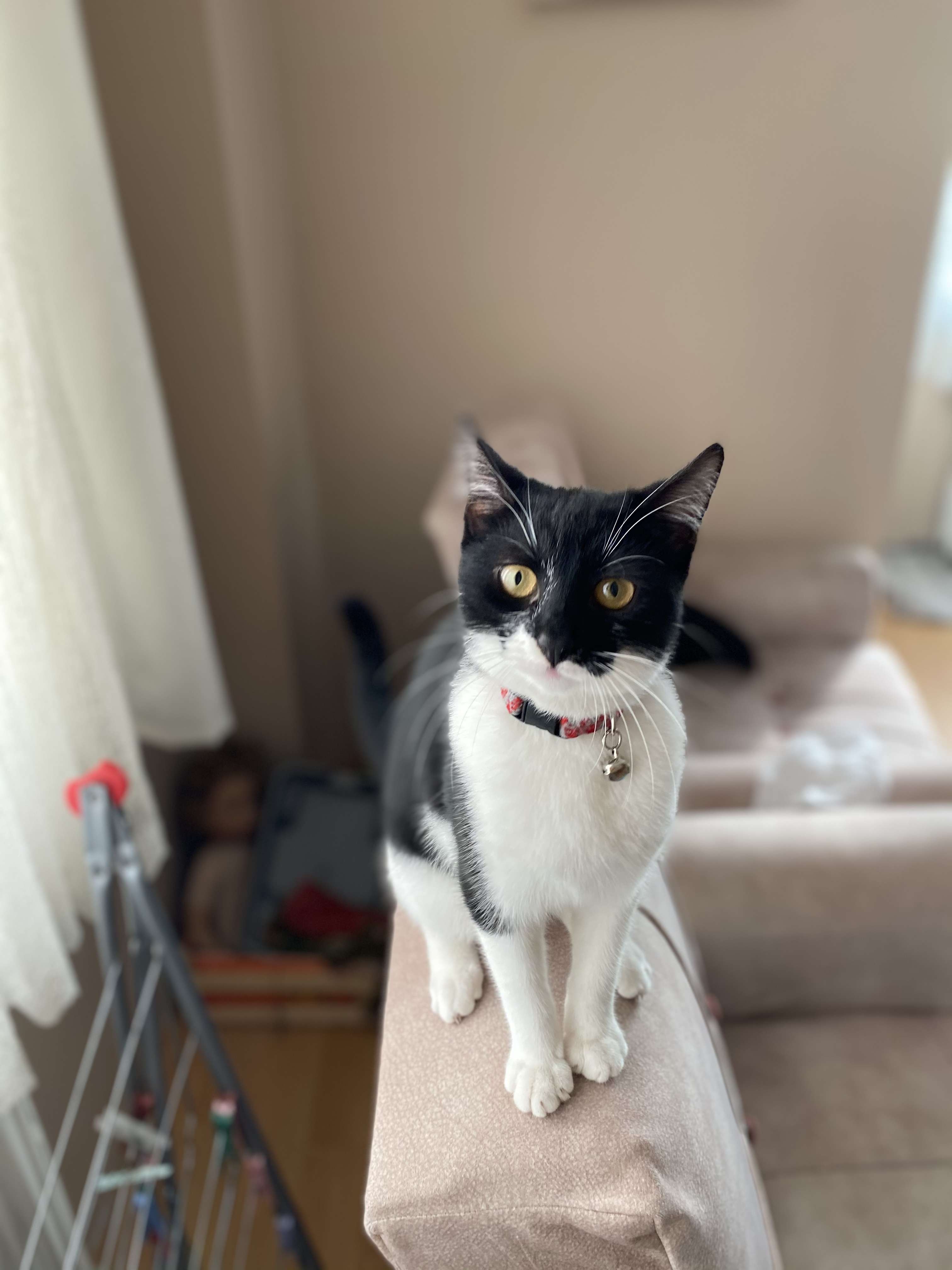 Kayıp kedi 