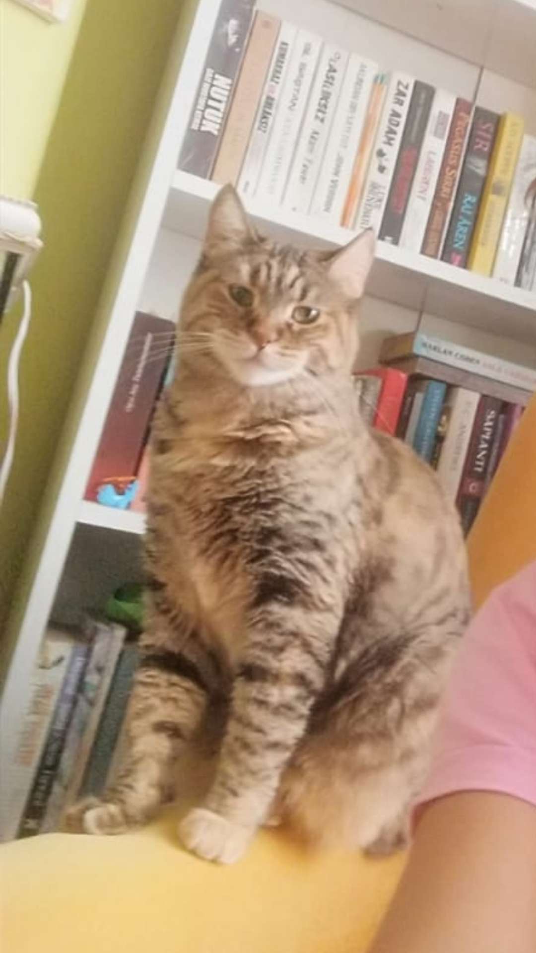 Kedimiz Şeker kaybolmuştur