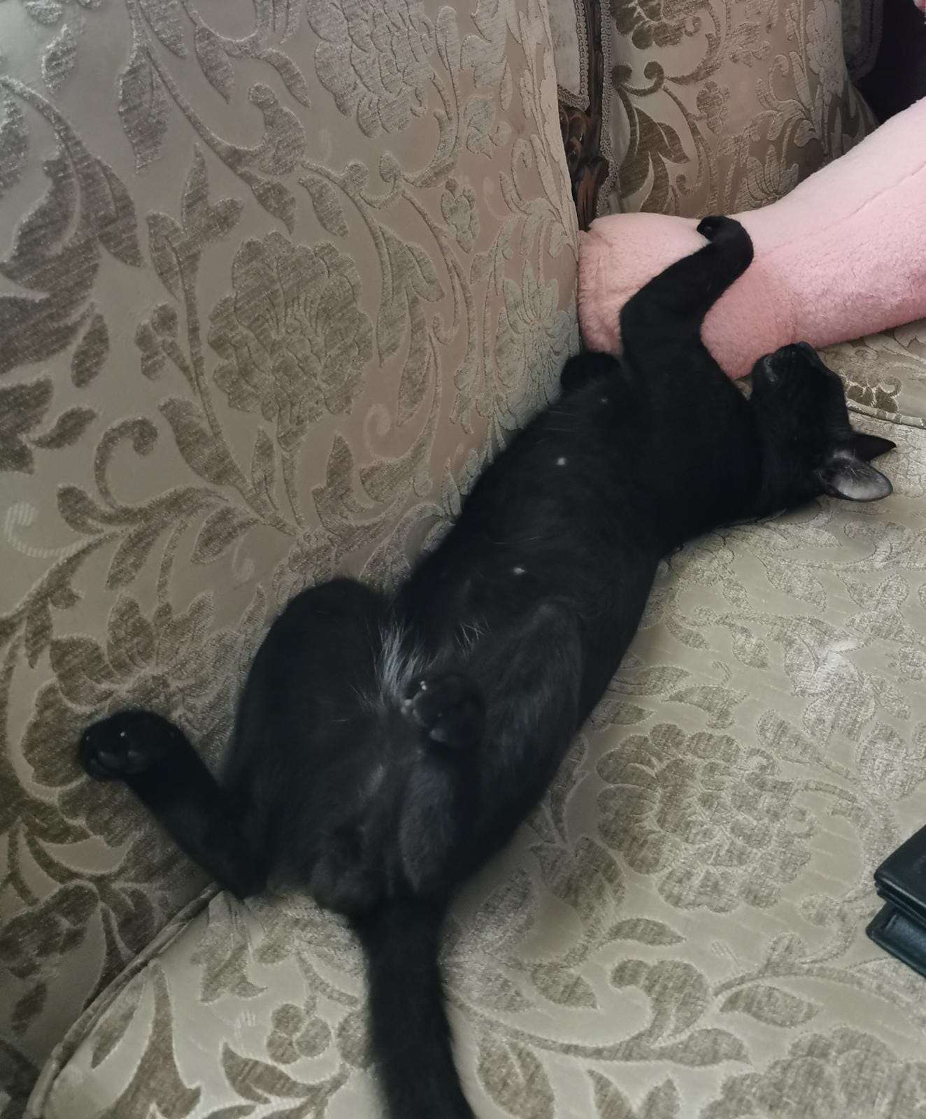 Kayip Kedi 