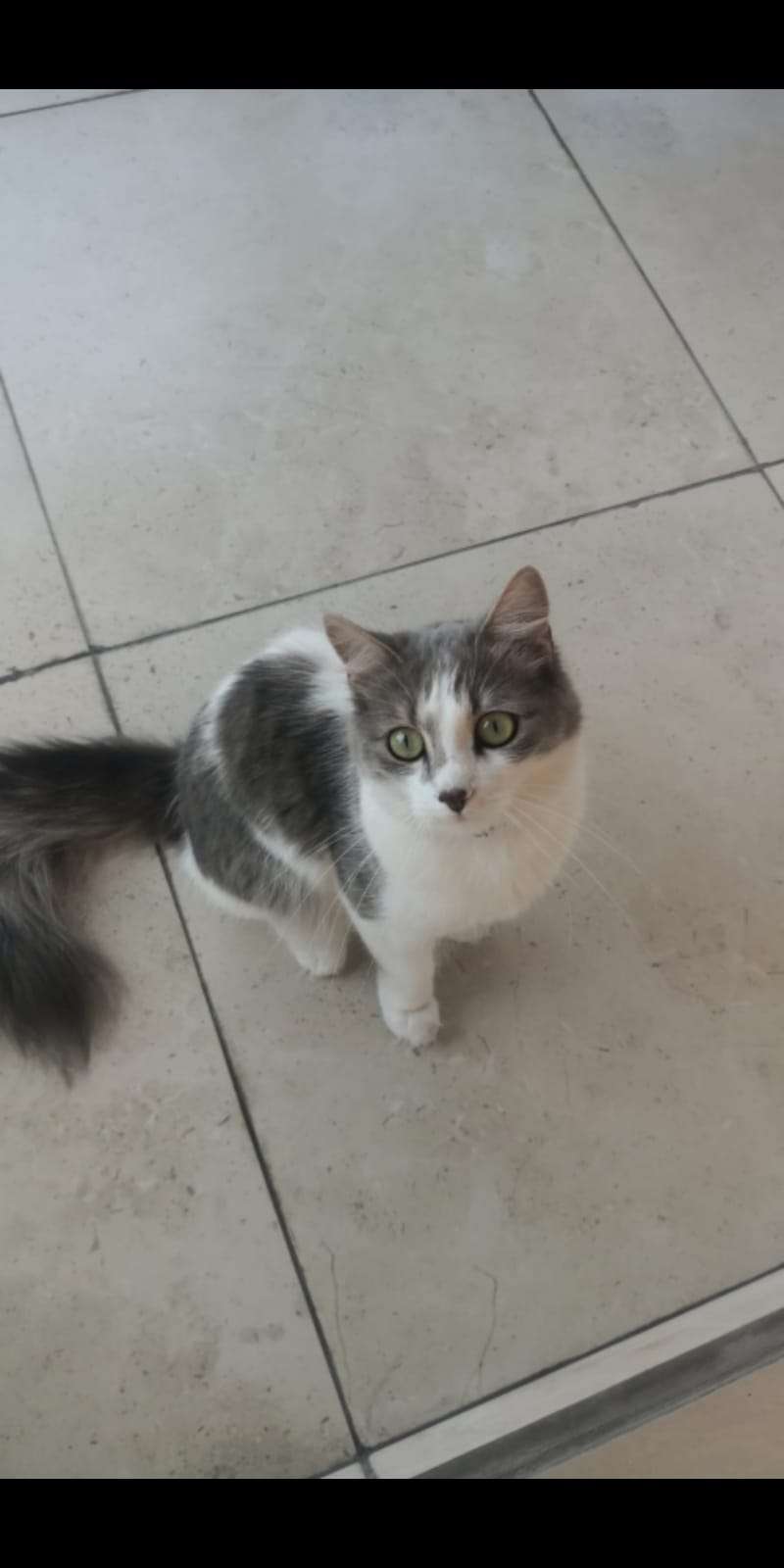 İZMİT KEDİM KAYIP