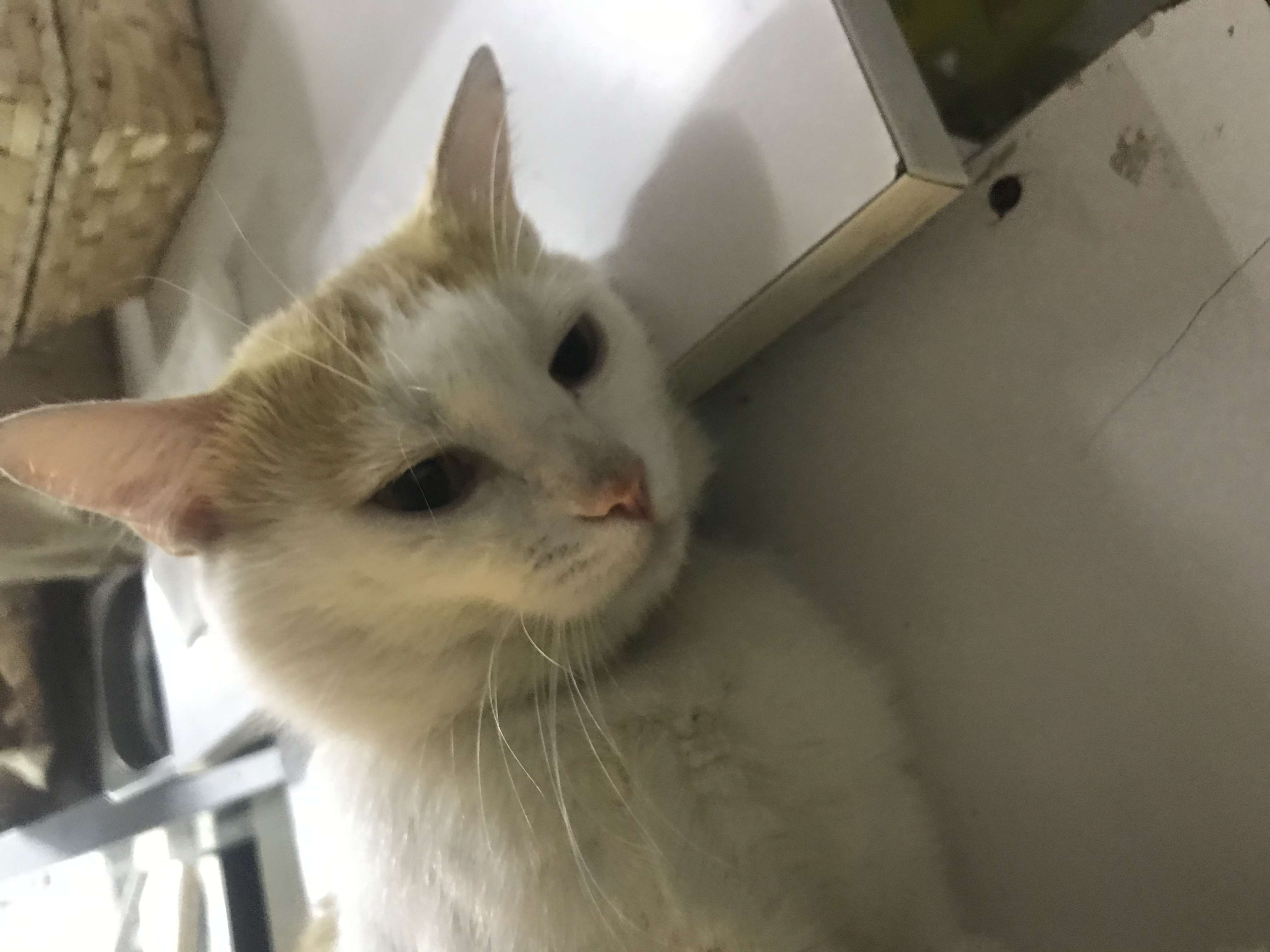 Kayip kedi Sisli  esentepe  gayrettepe metro yani