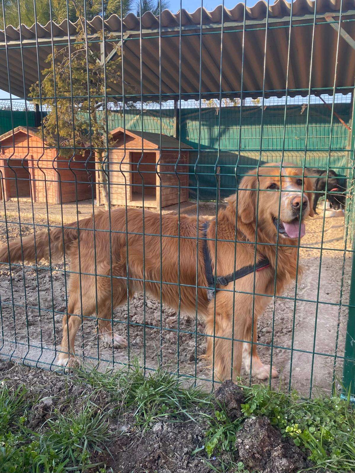 Çatalca’da kayıp Golden