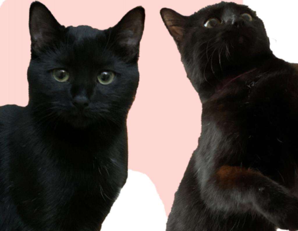 KAYIP KEDİ MUFFİN !!!!!!!
