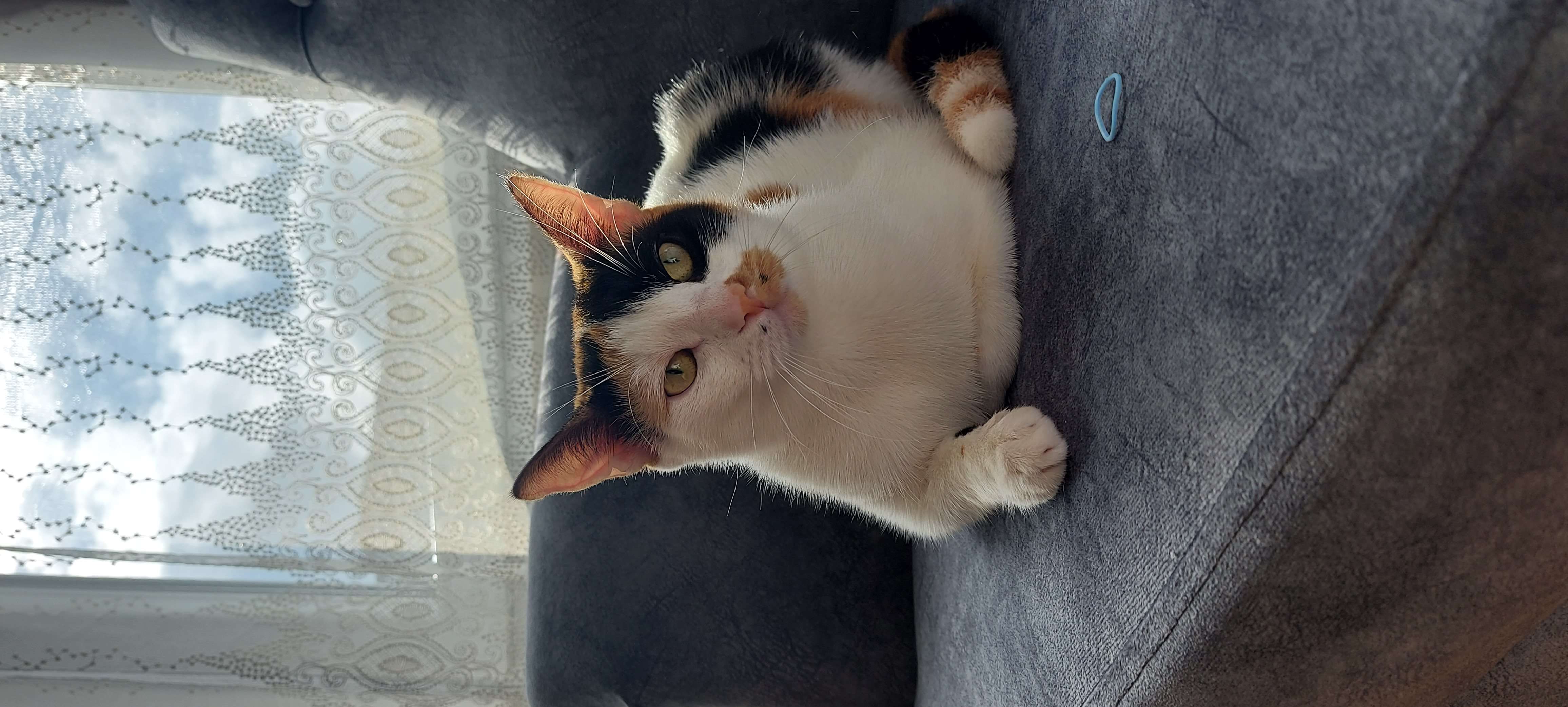 KAYIP KEDI