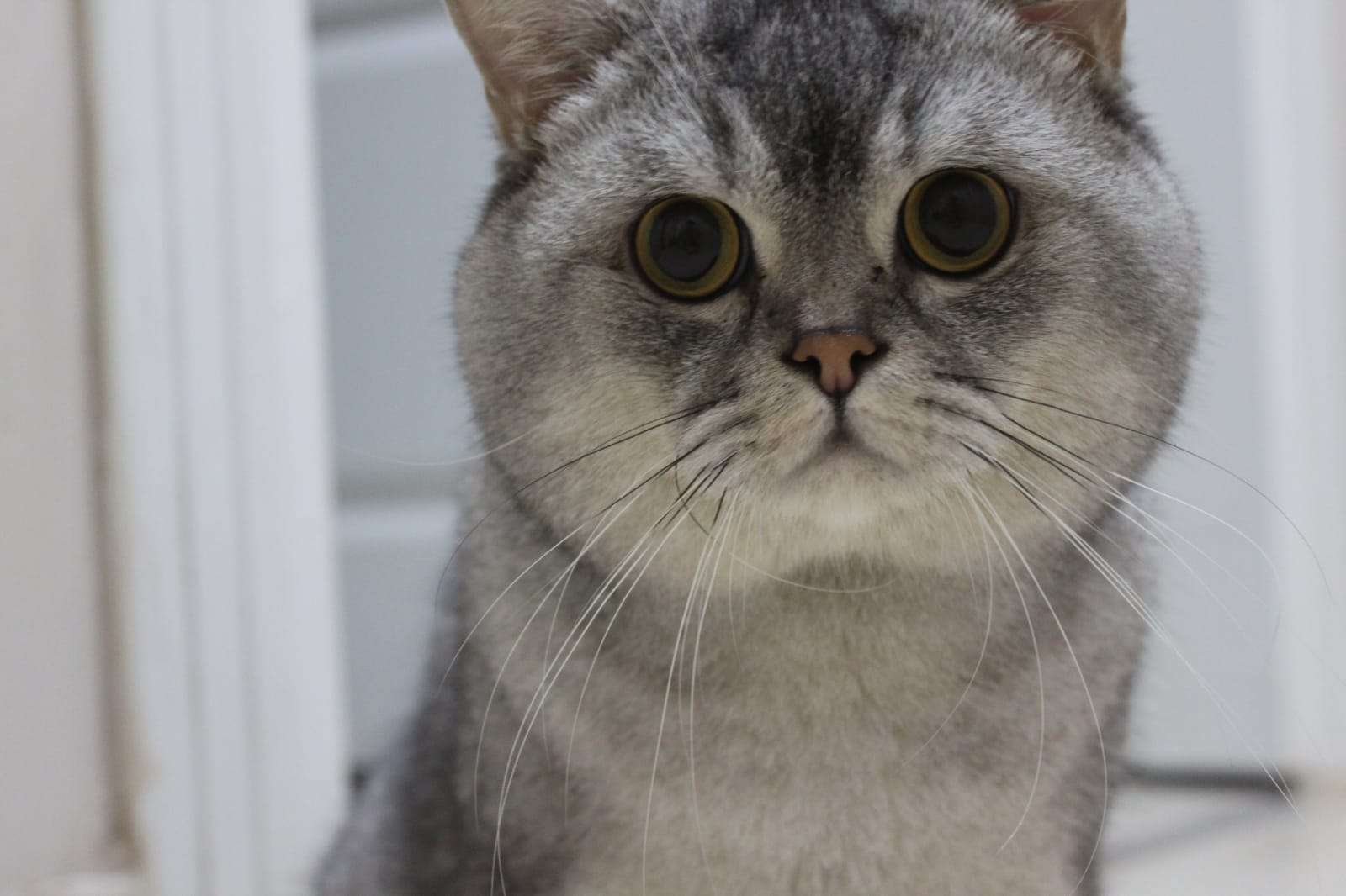 KEDİMİZ MEMATİ KAYBOLDU LÜTFEN GÖRENLER ULAŞSIN :(