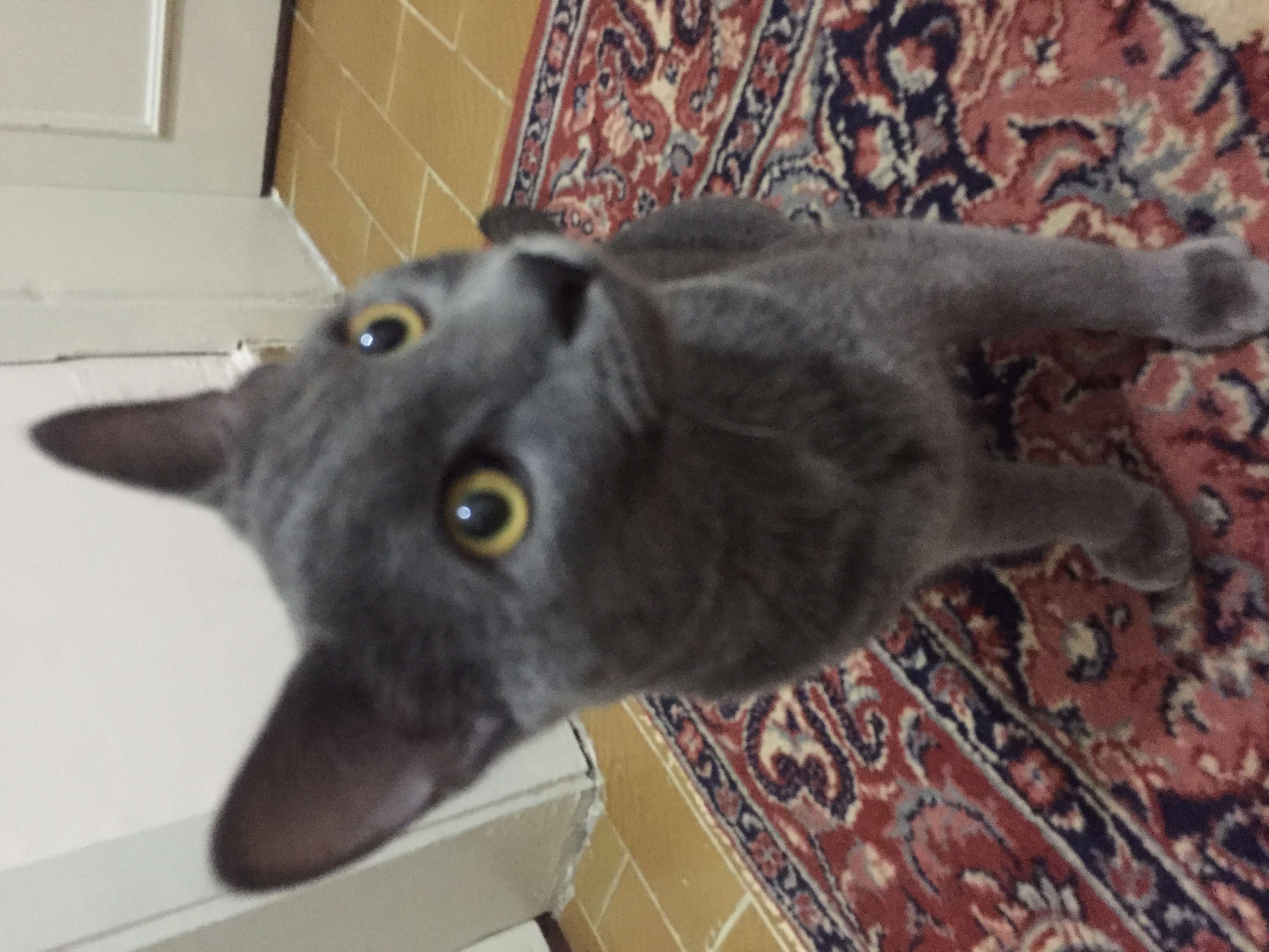 İstanbul Maltepe Kayıp Kedi Sahibi aranıyor