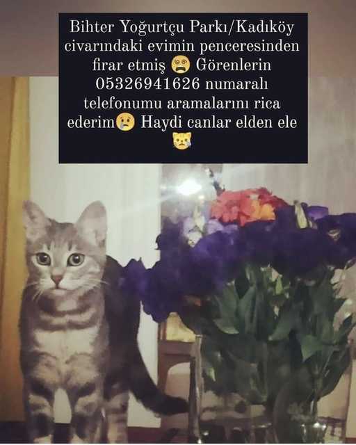 Aliye Akin