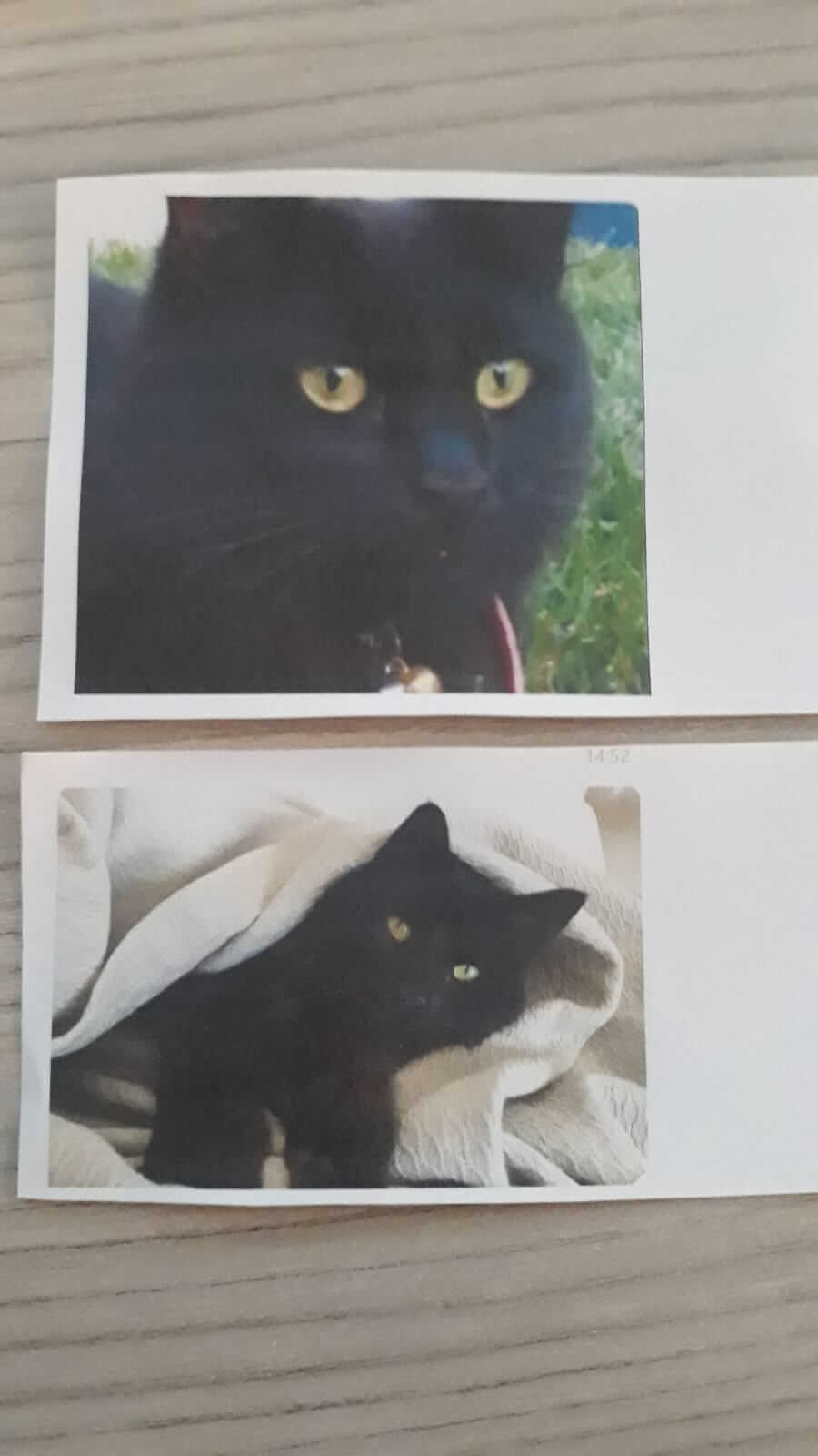 kayıp kedi 