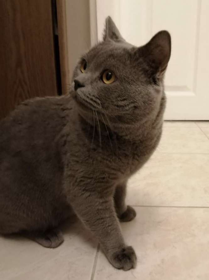 Kayıp Kedi