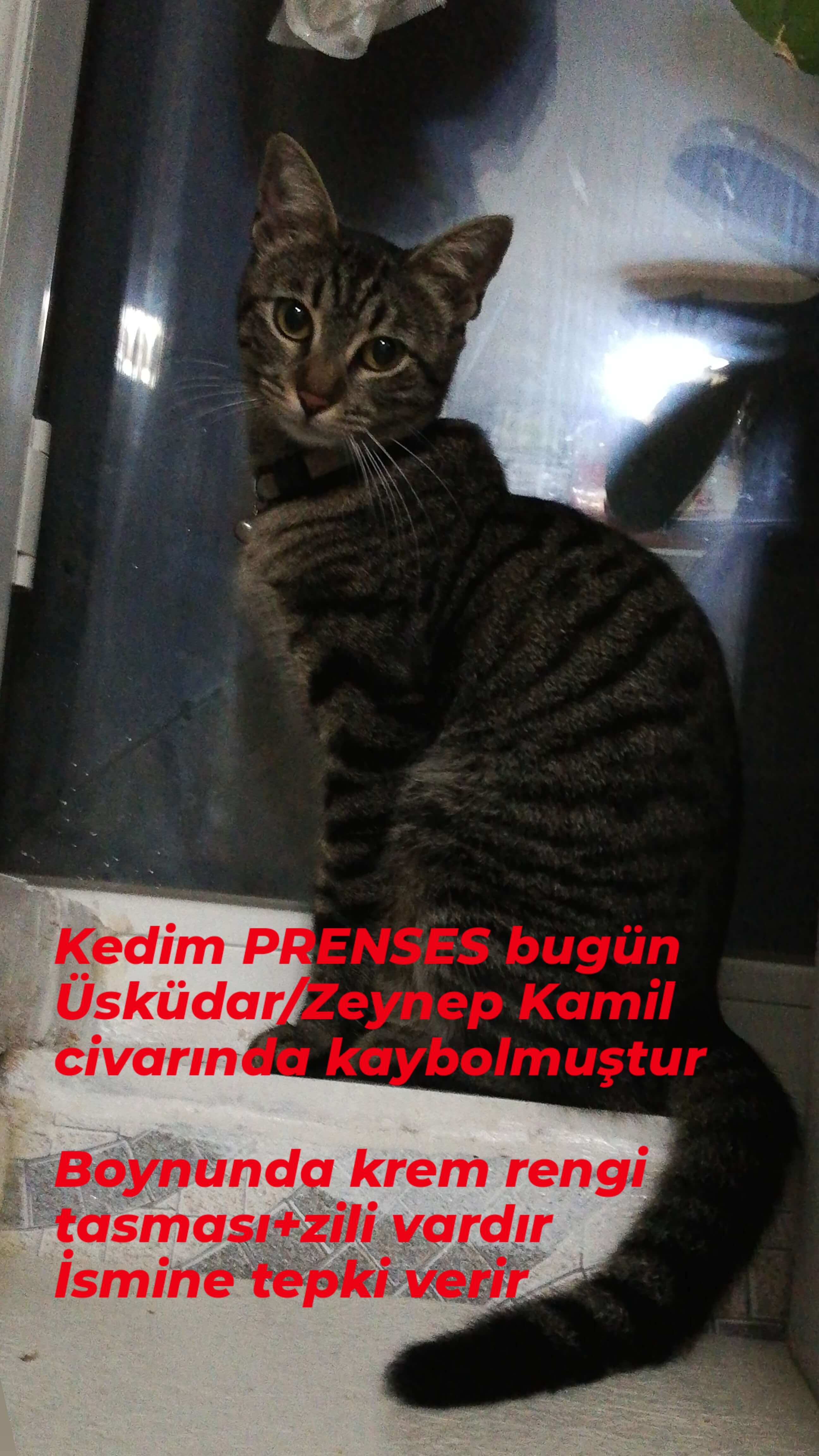 Lalenur Dinç 