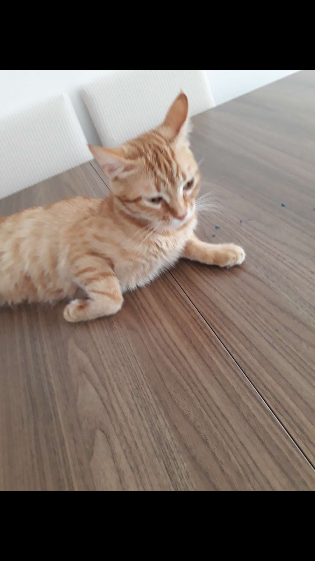 Yavrularımızın annesi