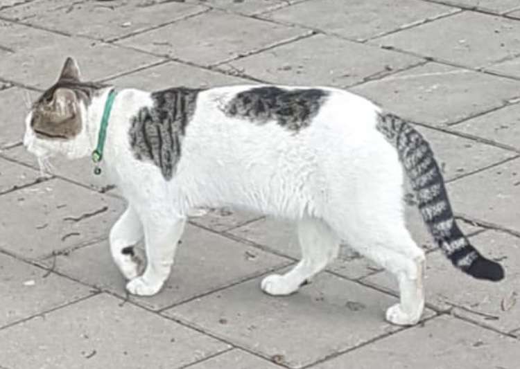Tasmalı kedi evden kaçmış sanırım