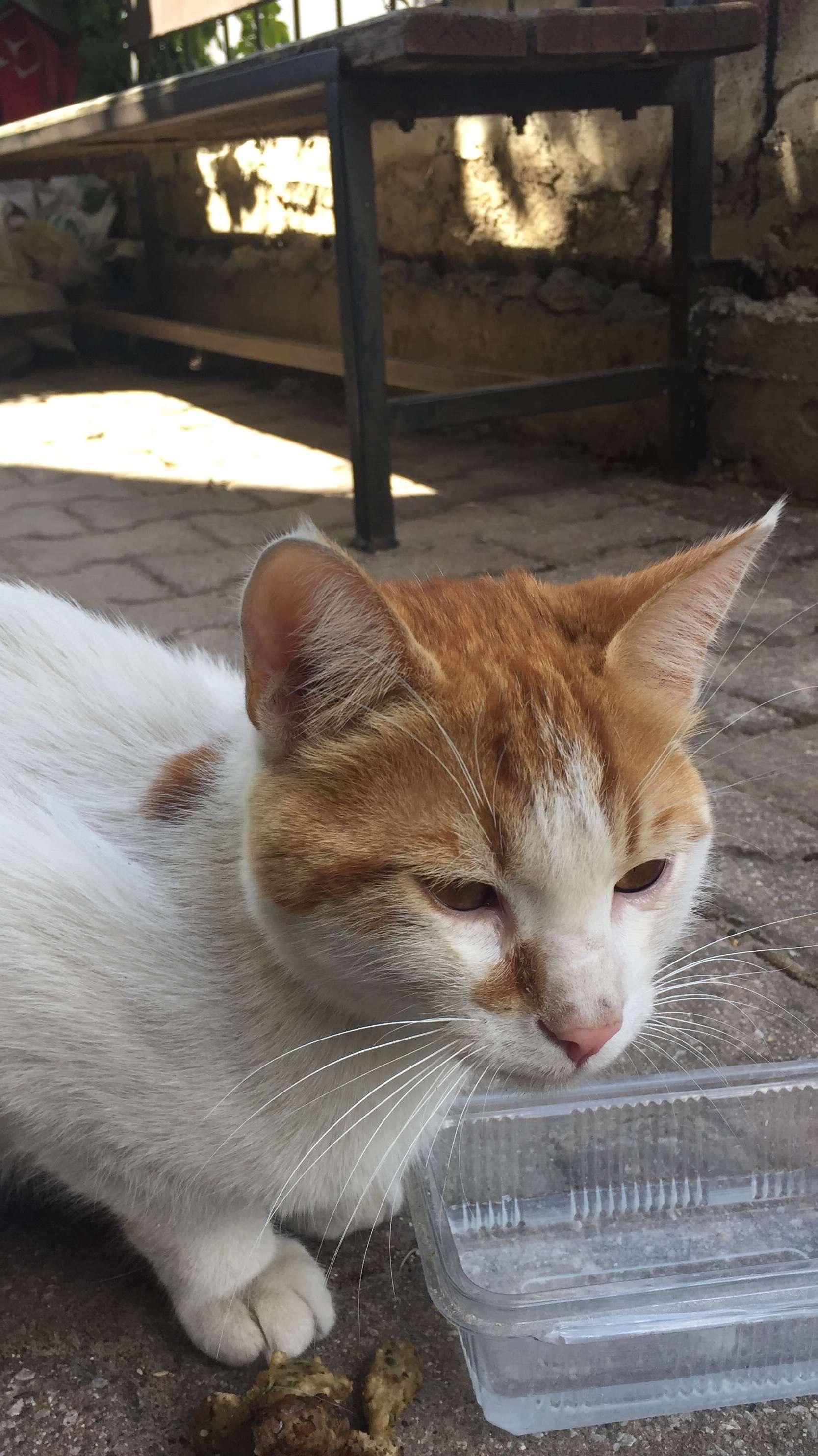 Kedi bulduk. Sahibi ulaşsın. Ağlıyor.