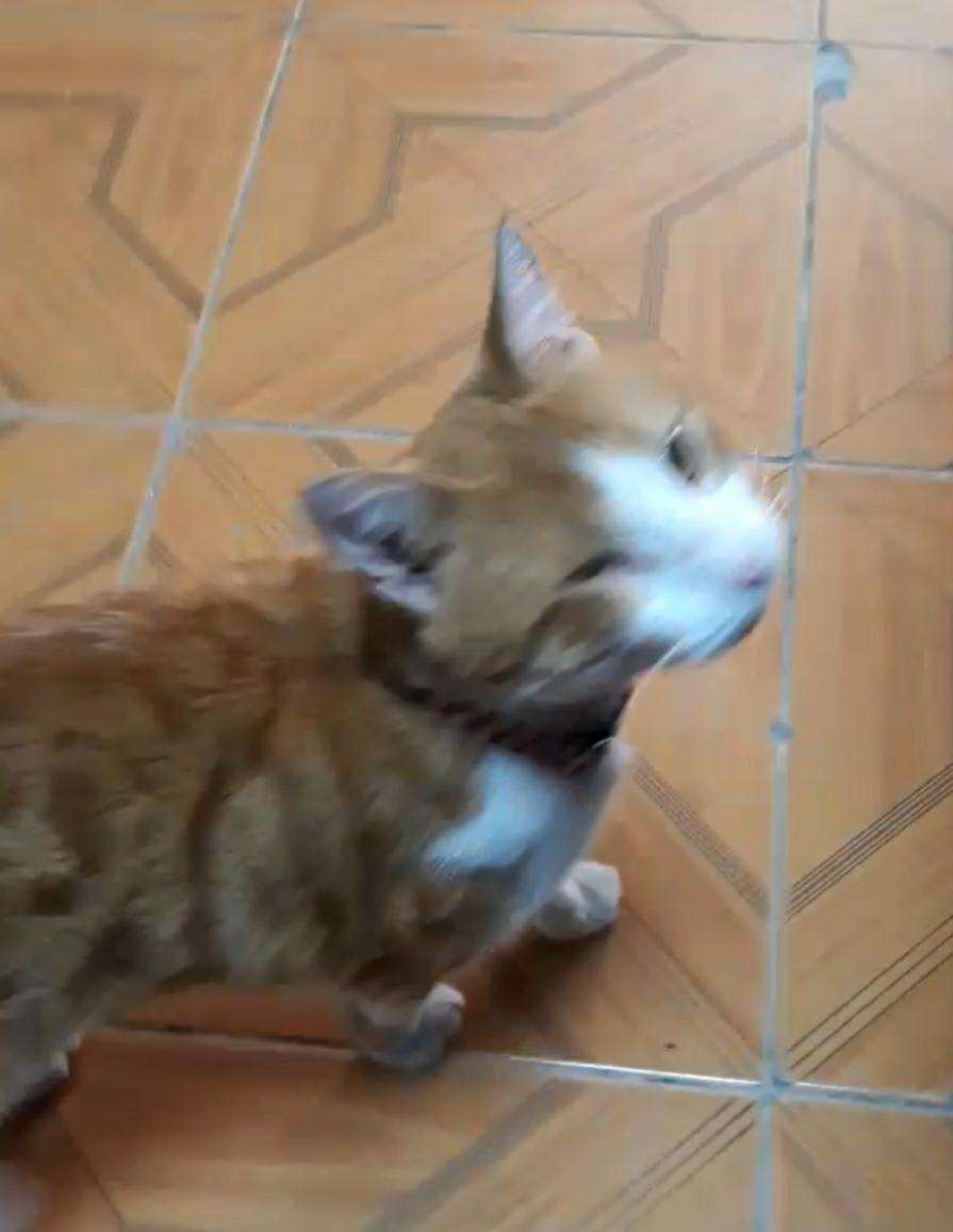 kayıp kedi