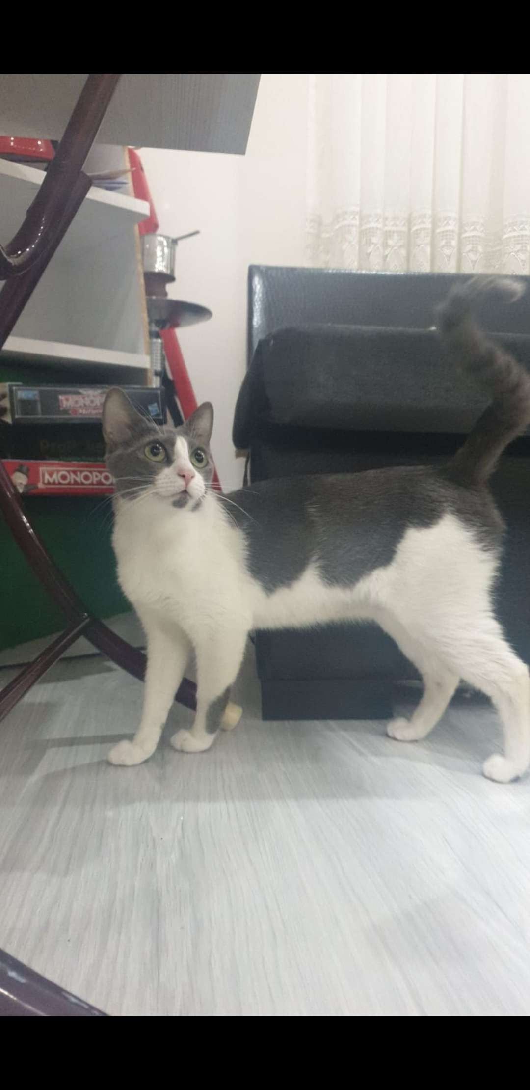 Arwen kayıp!