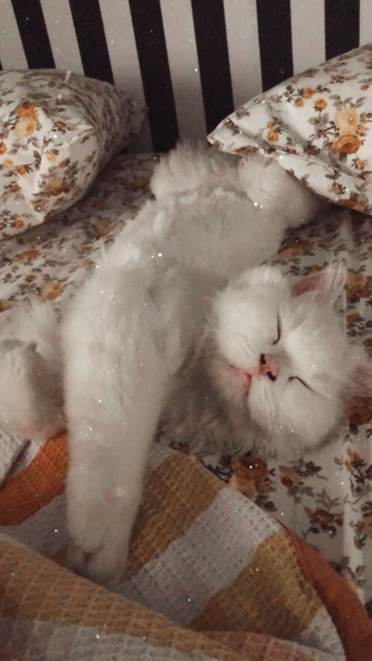 Kayıp kedi